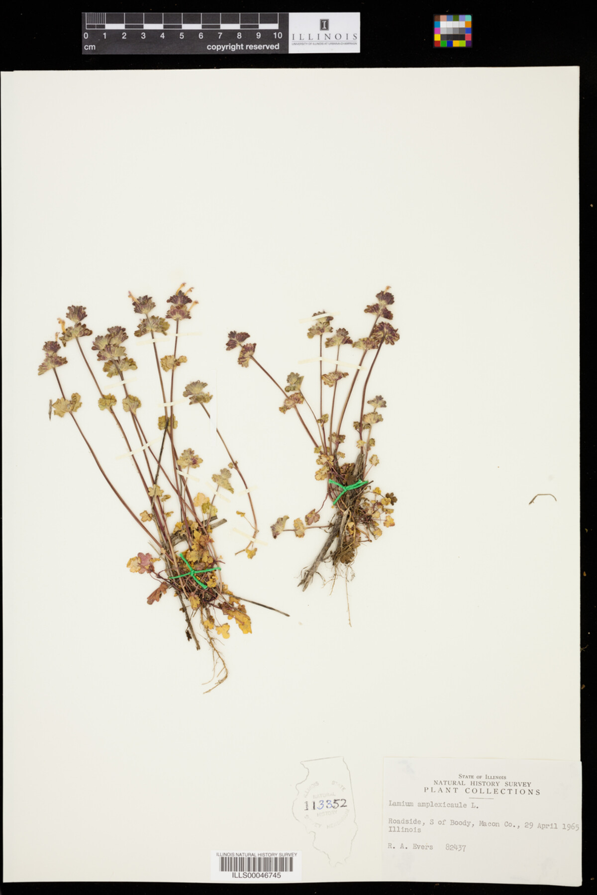 Lamium amplexicaule image