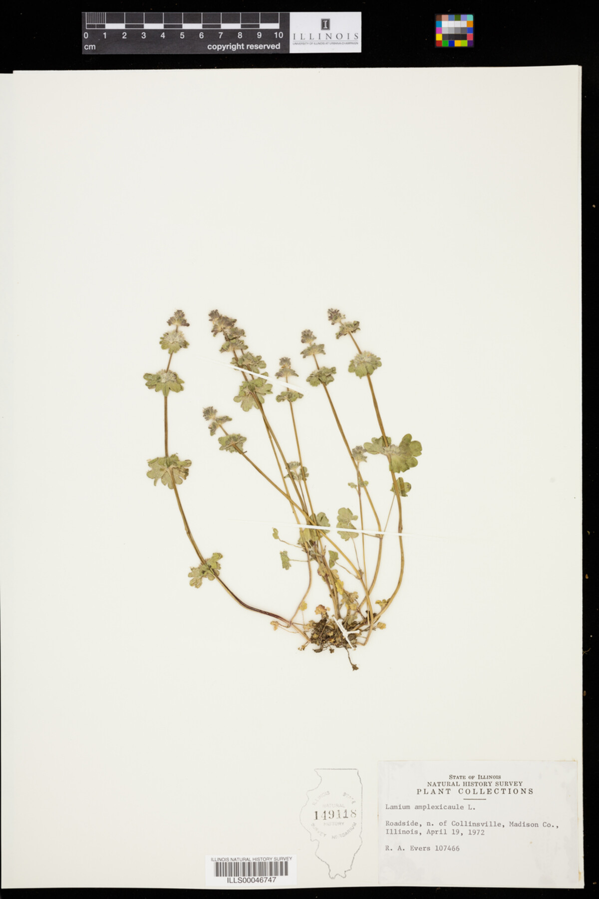Lamium amplexicaule image