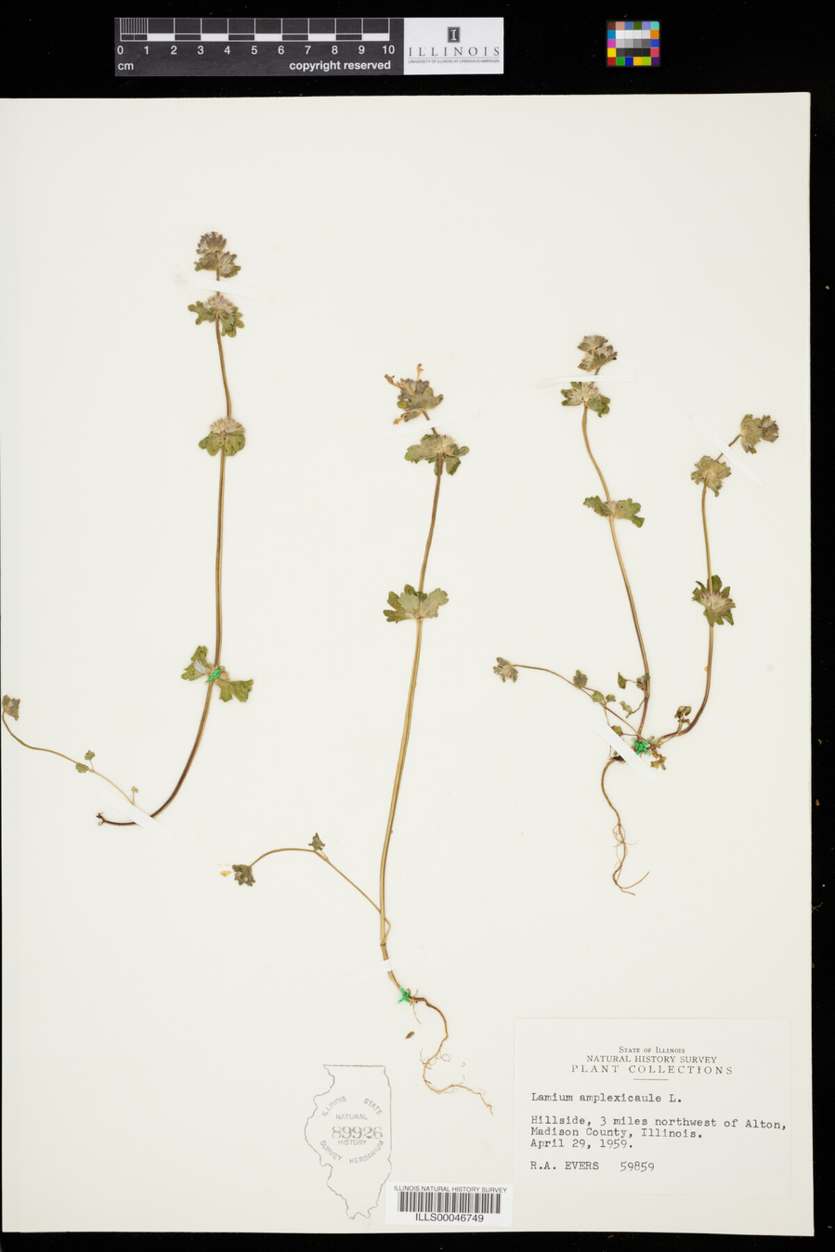 Lamium amplexicaule image
