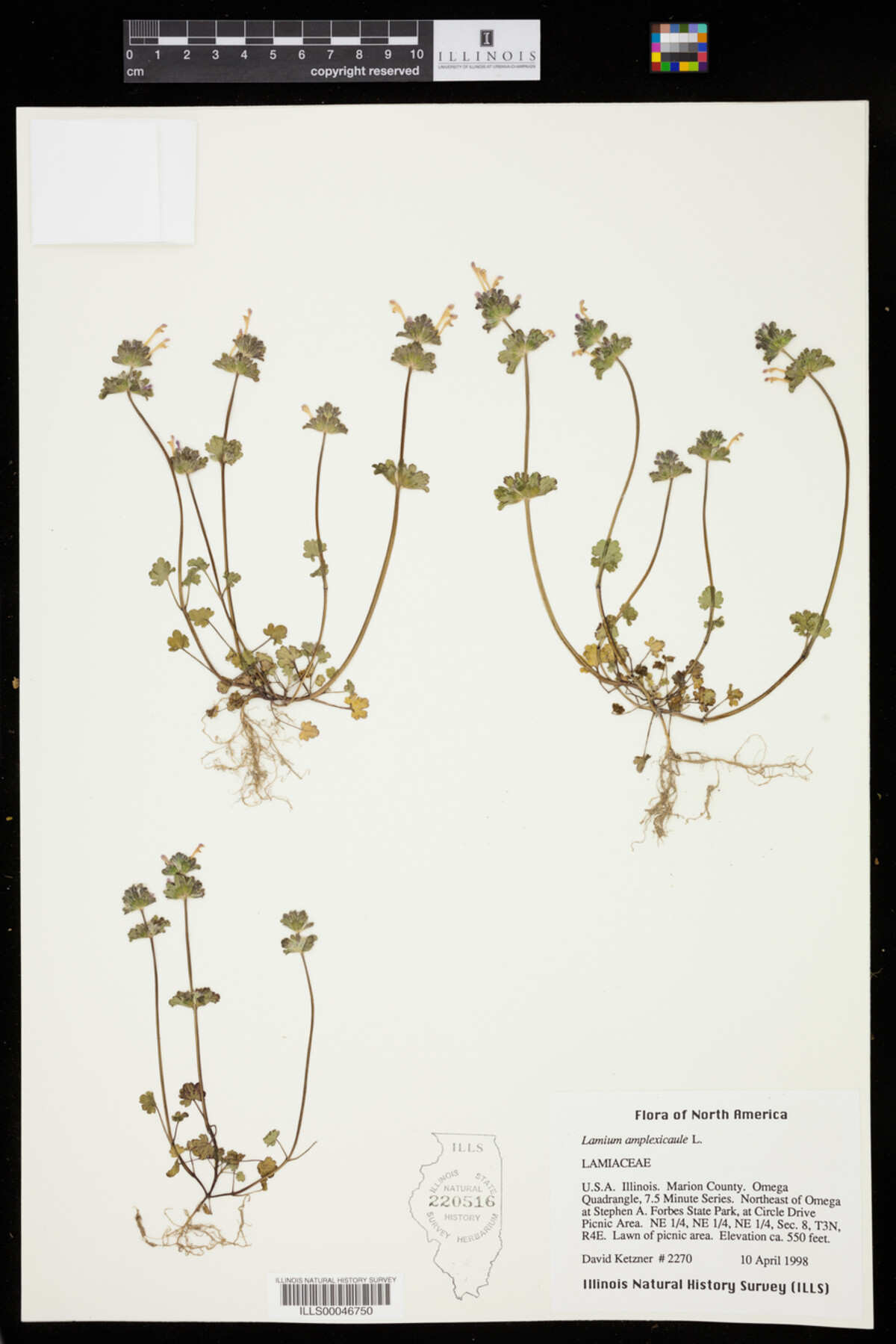 Lamium amplexicaule image