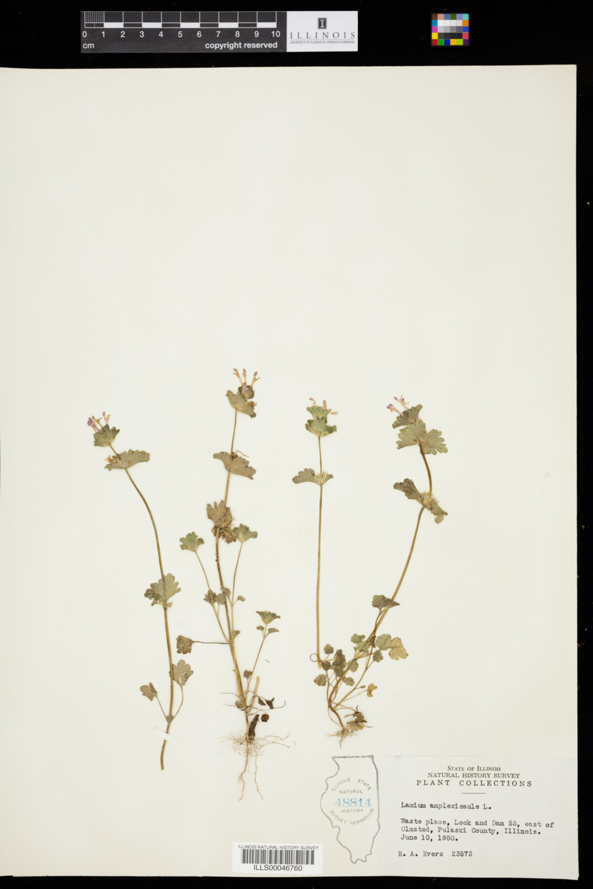 Lamium image