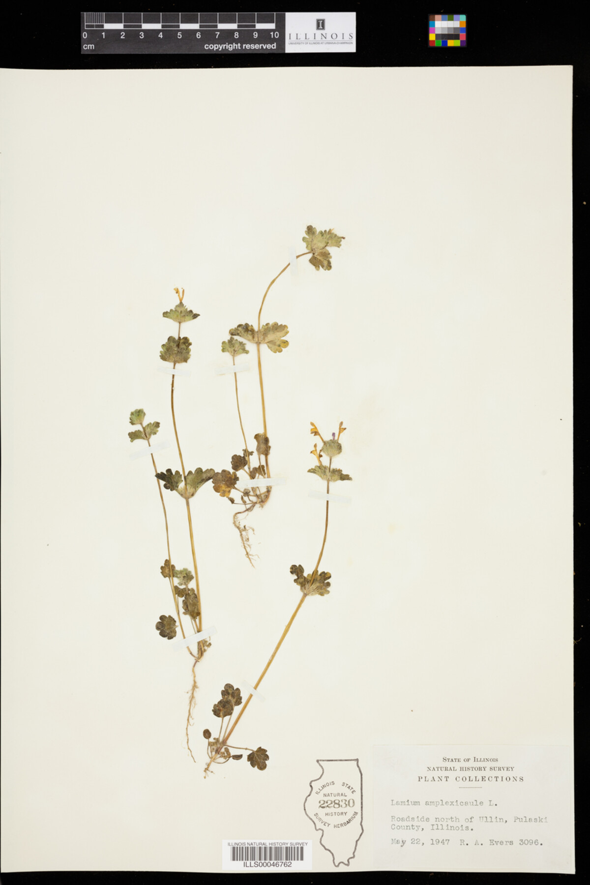Lamium amplexicaule image