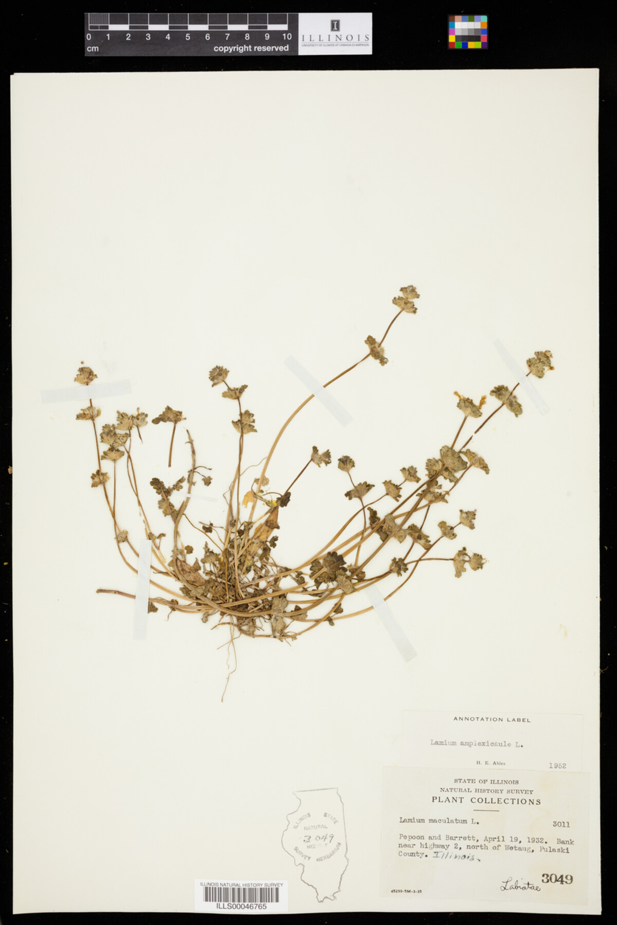Lamium amplexicaule image