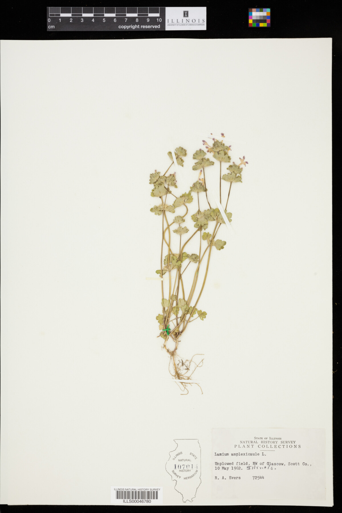 Lamium amplexicaule image