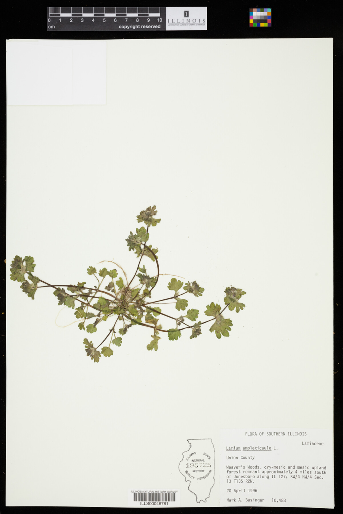 Lamium amplexicaule image