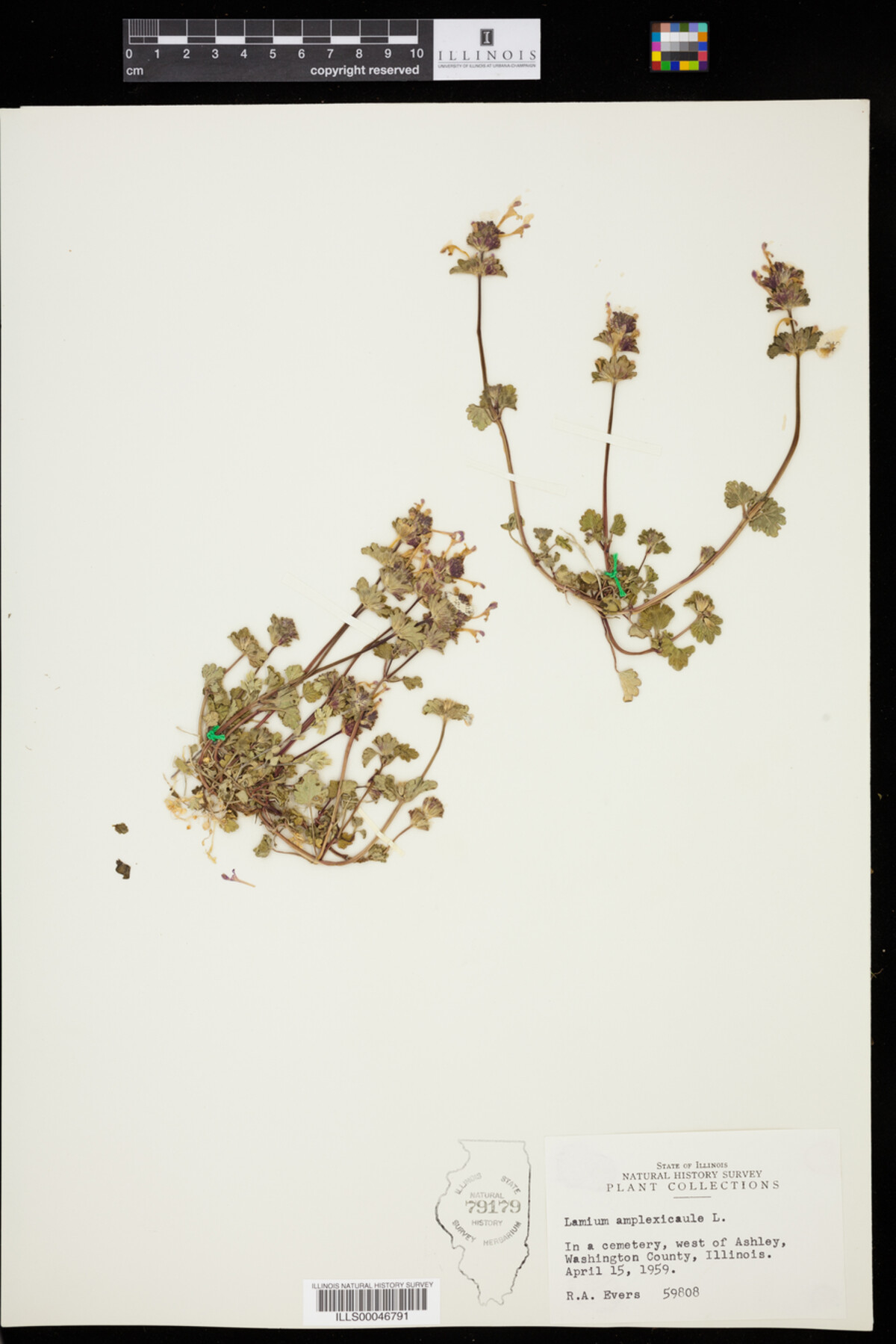 Lamium image