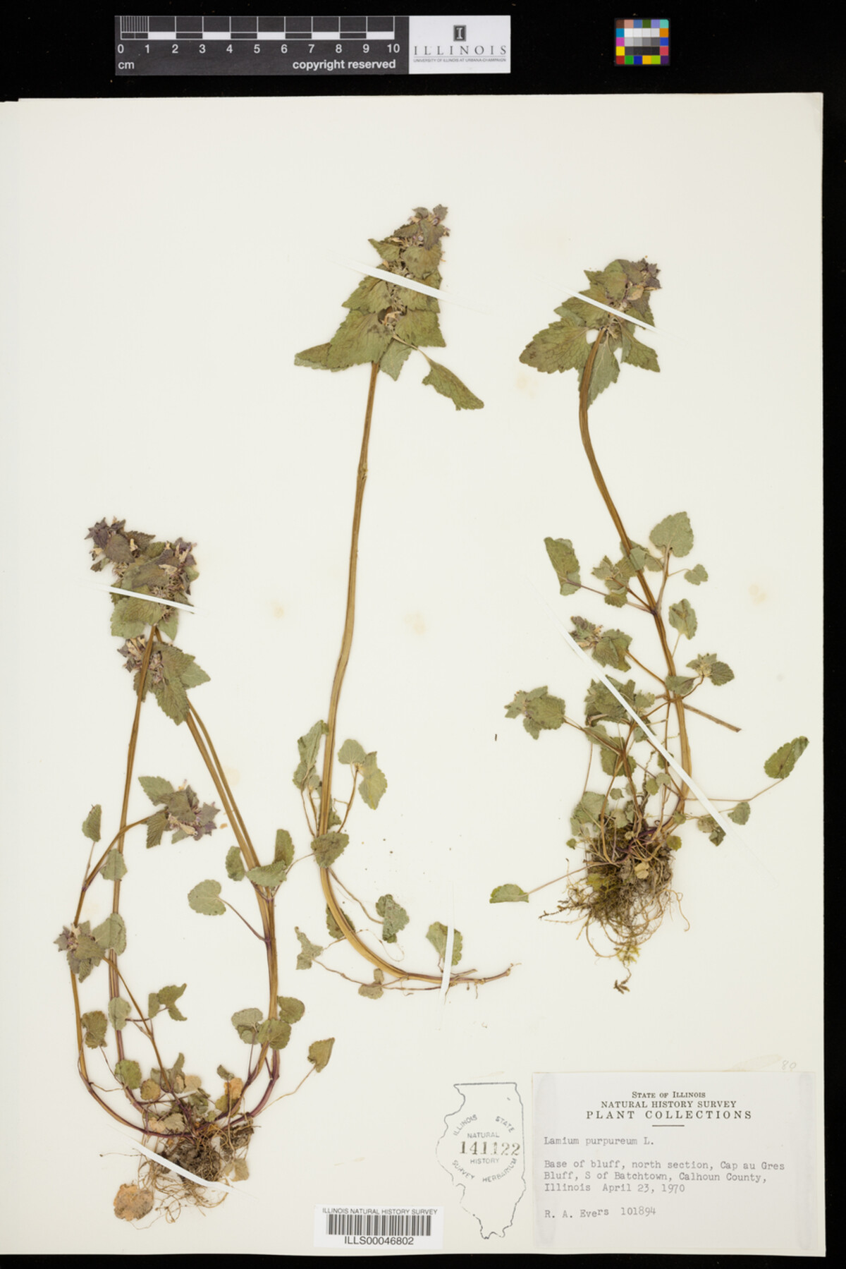 Lamium purpureum image