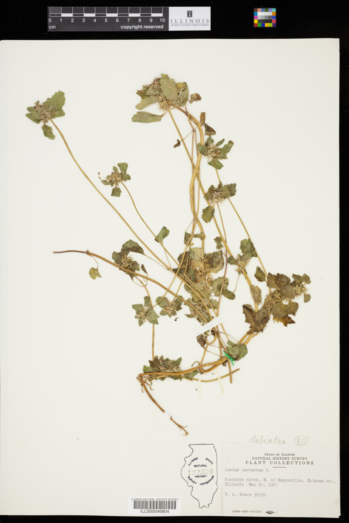 Lamium purpureum image