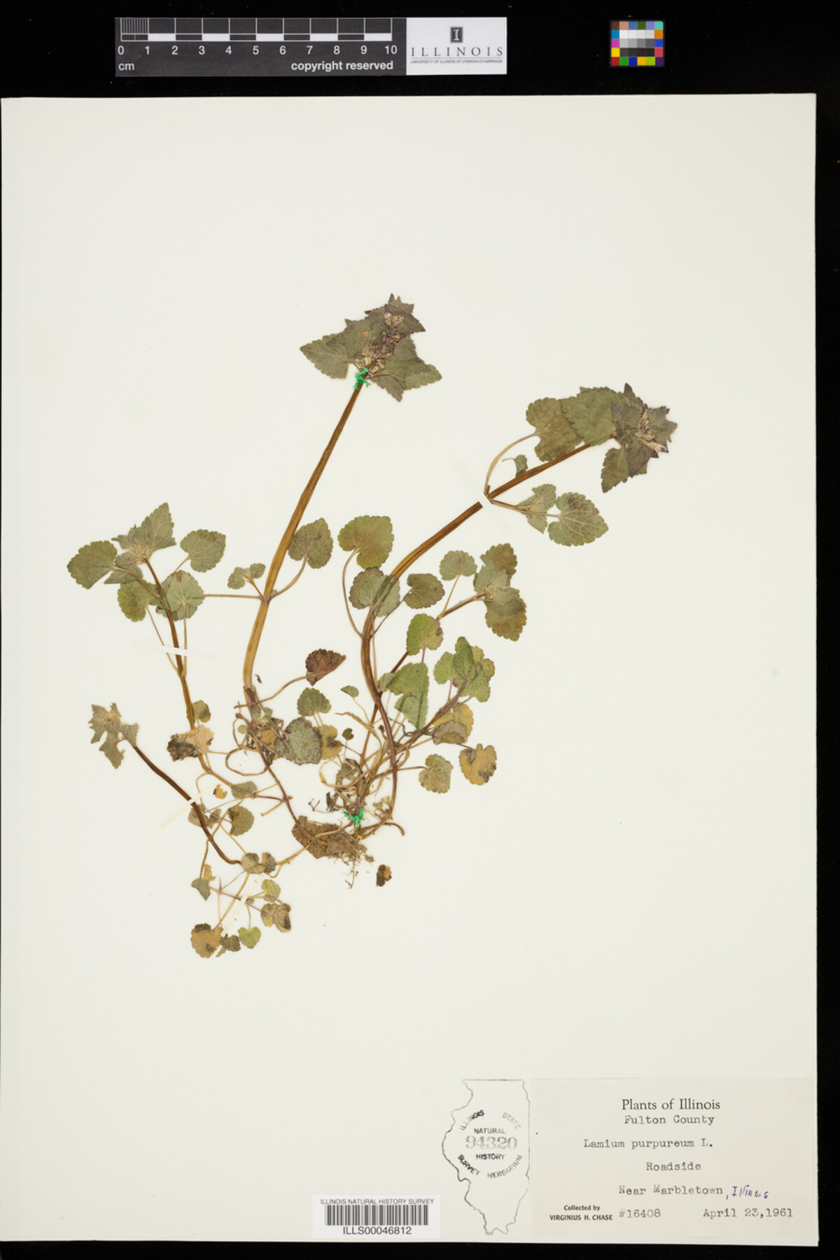 Lamium image