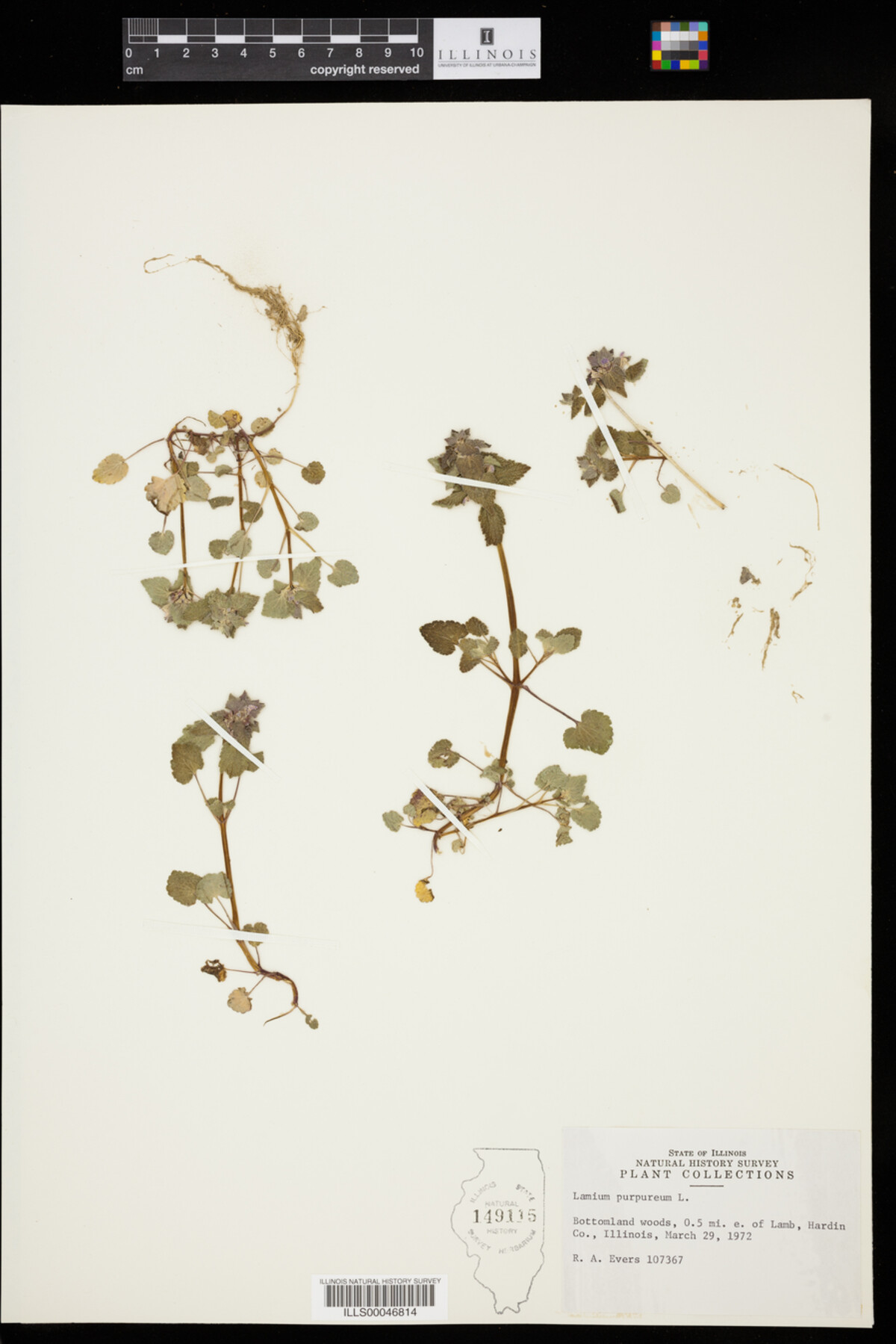 Lamium purpureum image
