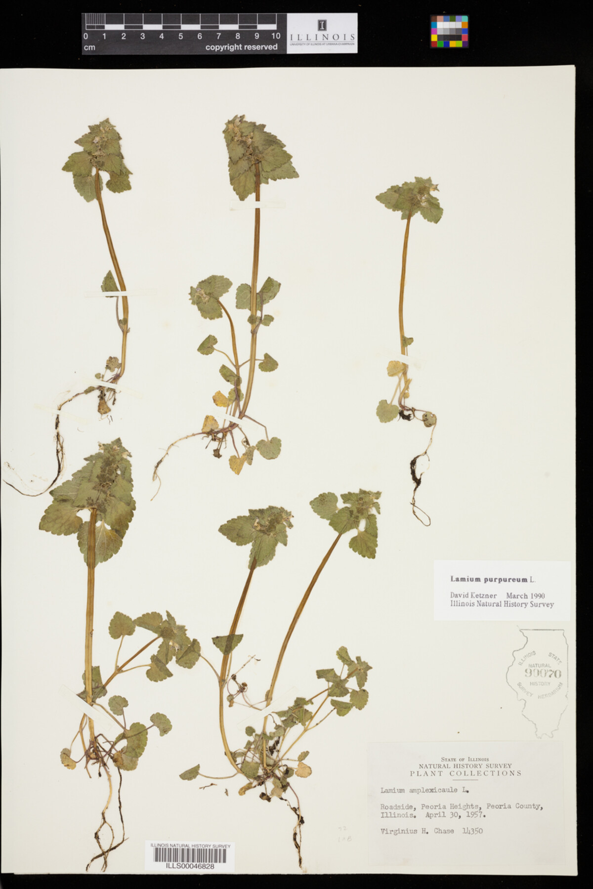 Lamium purpureum image