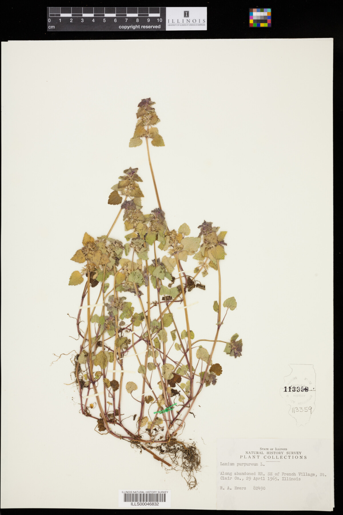 Lamium purpureum image