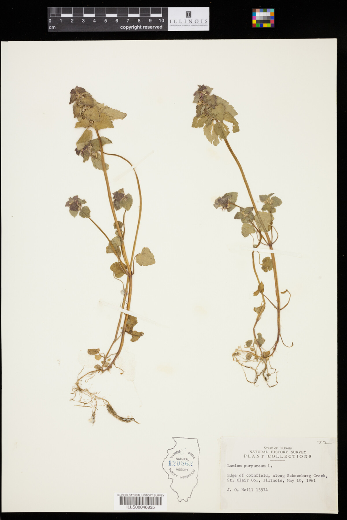 Lamium purpureum image