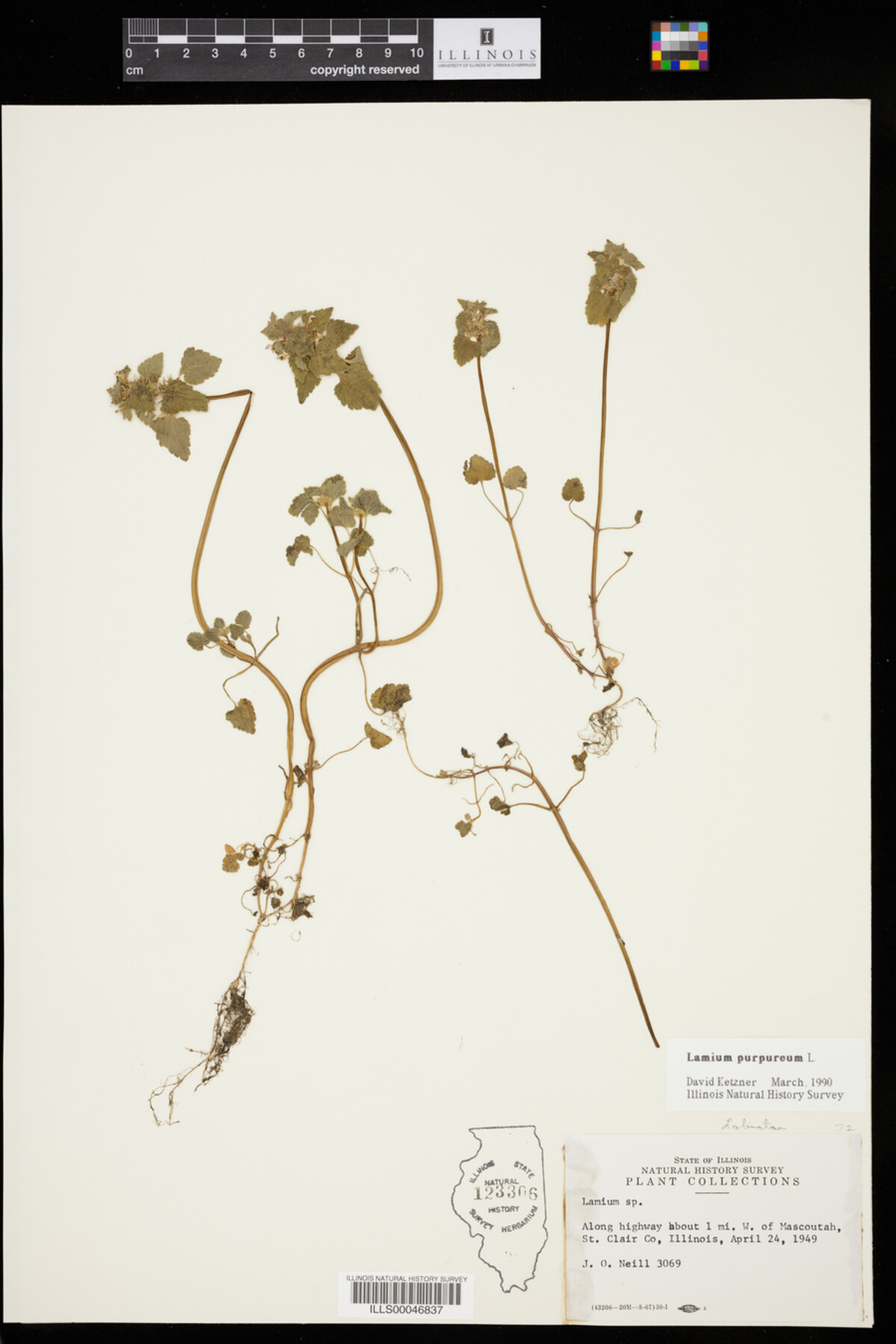 Lamium purpureum image