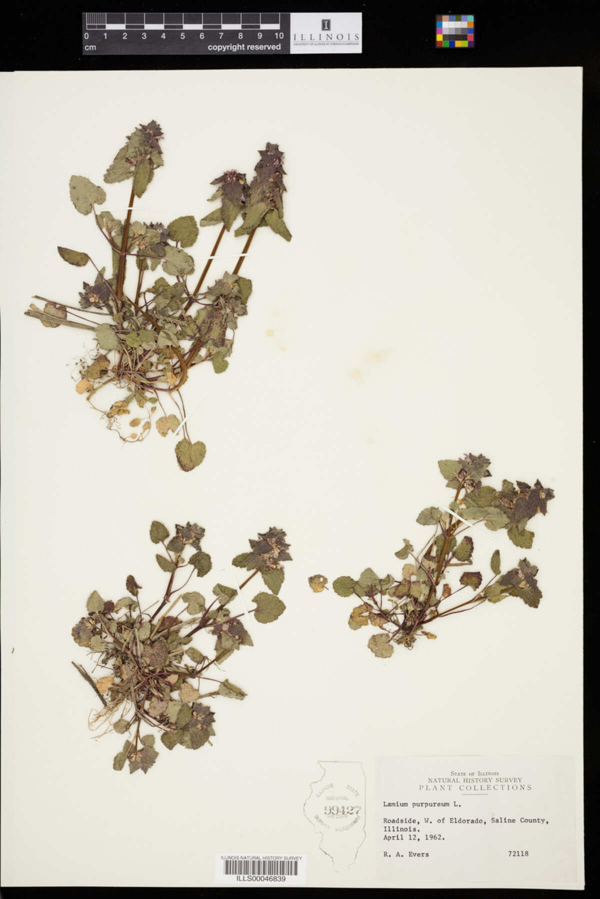 Lamium purpureum image