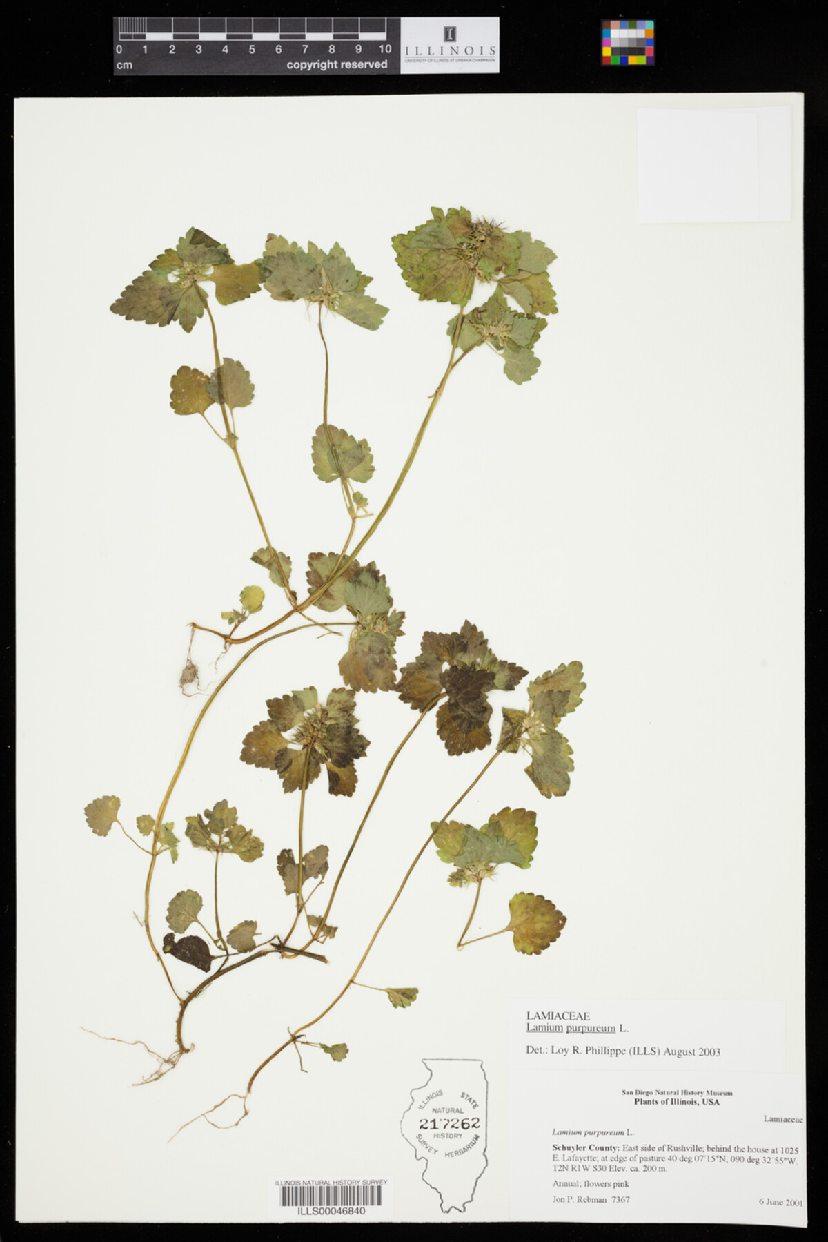 Lamium purpureum image