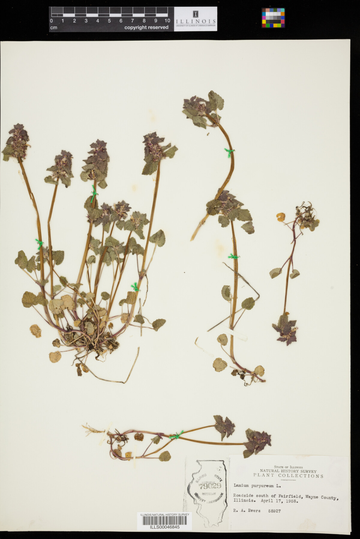 Lamium image
