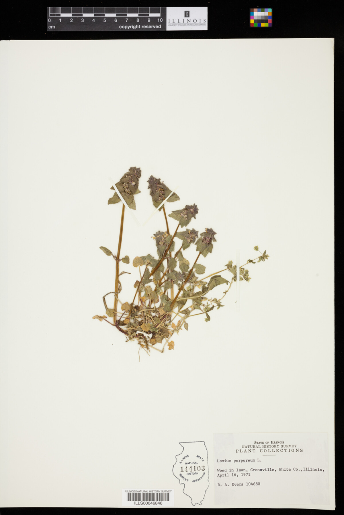 Lamium purpureum image