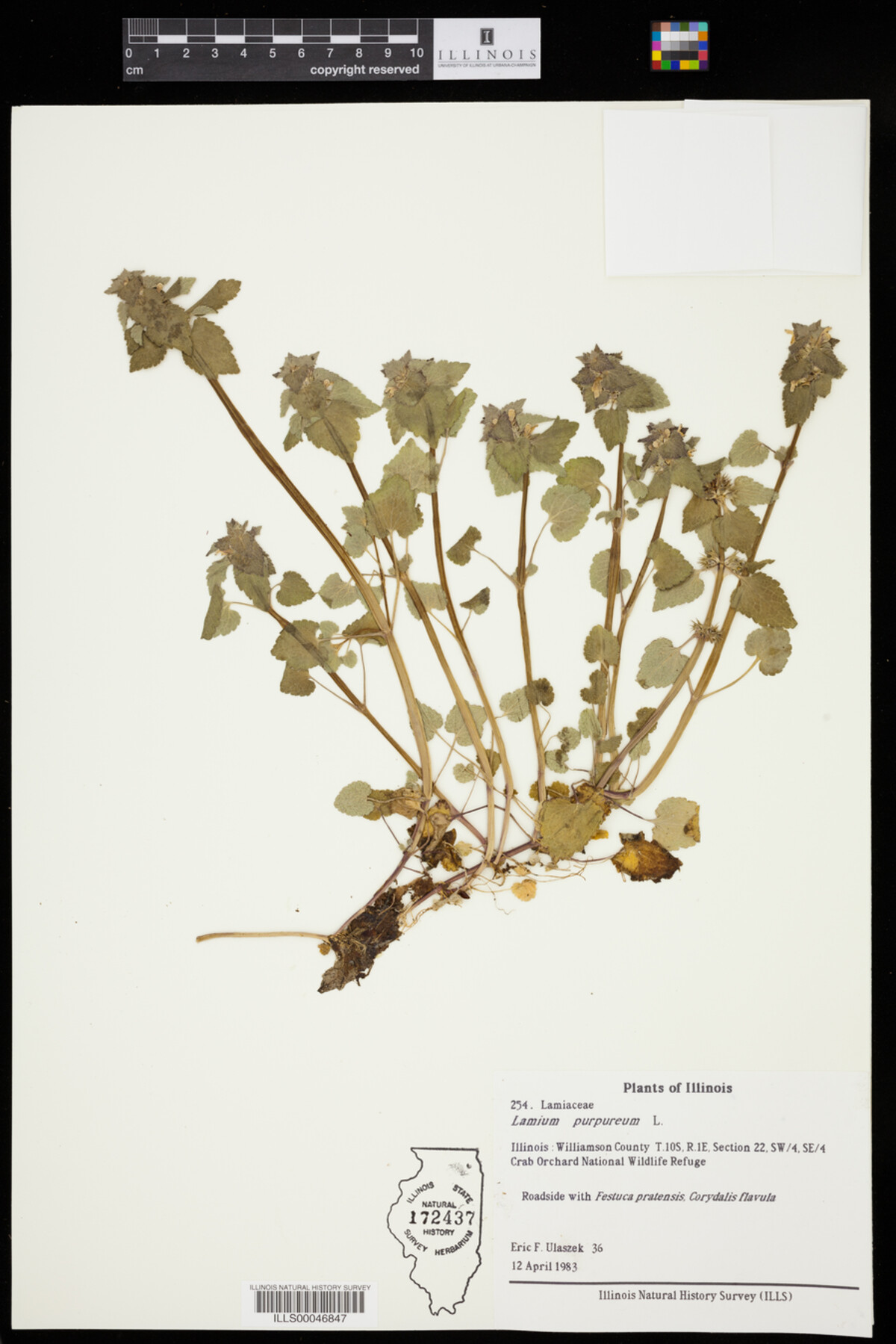 Lamium purpureum image
