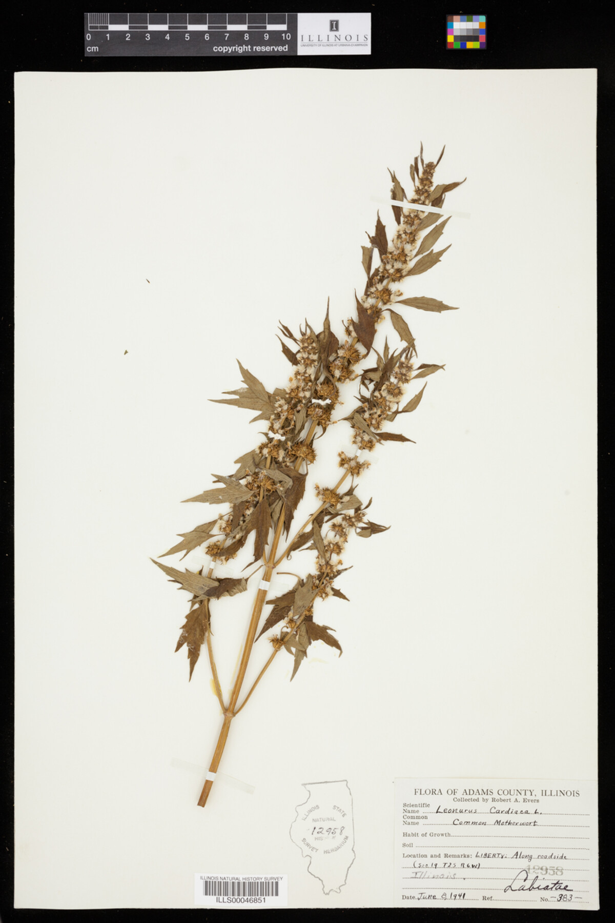 Leonurus cardiaca image