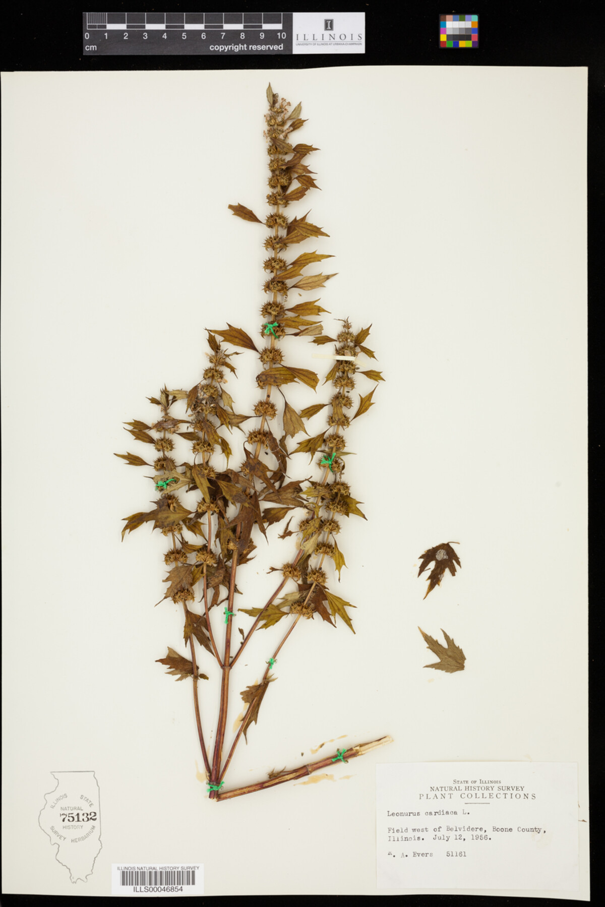 Leonurus cardiaca image