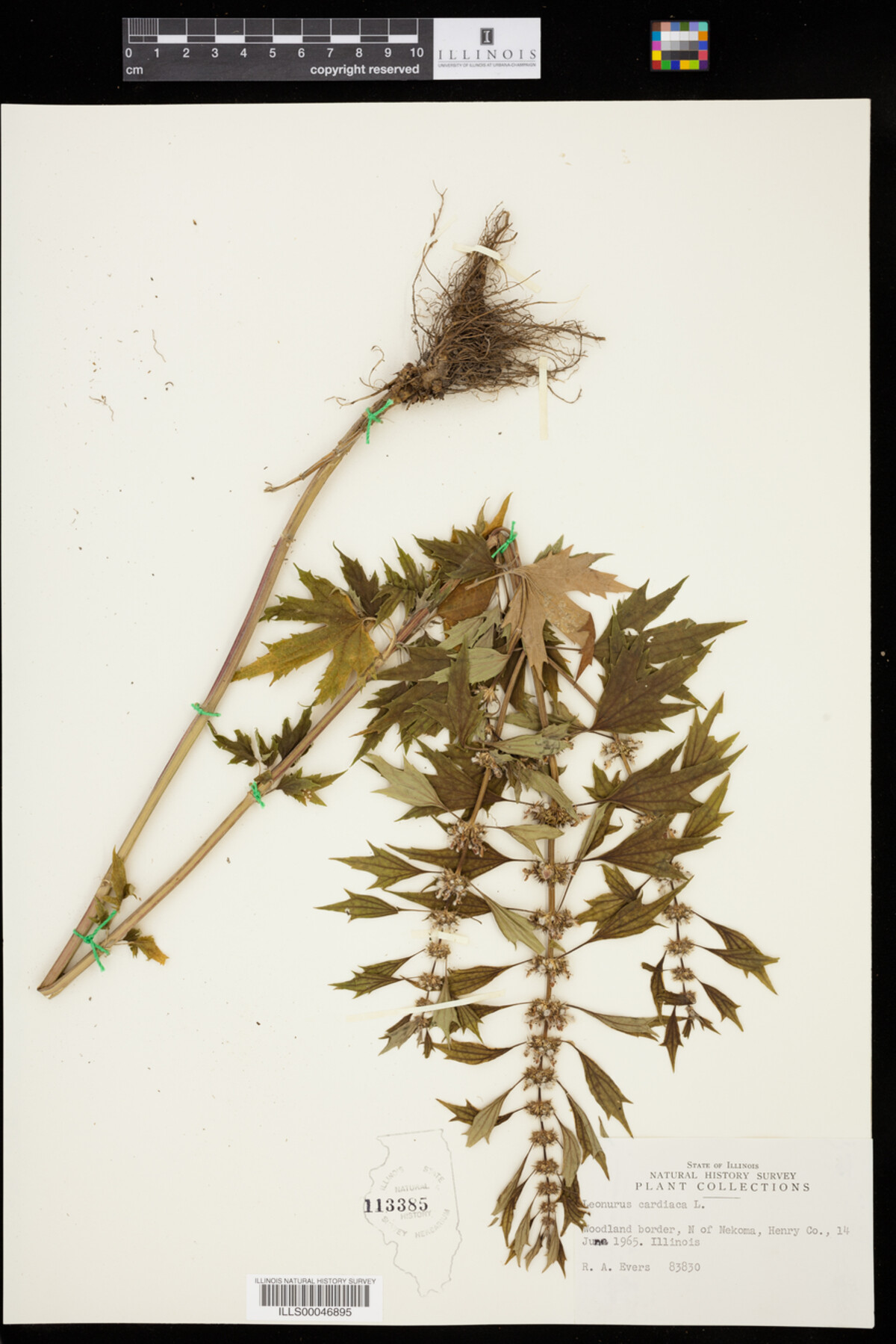 Leonurus cardiaca image
