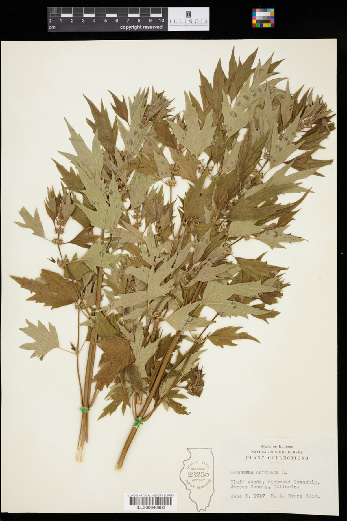 Leonurus cardiaca image