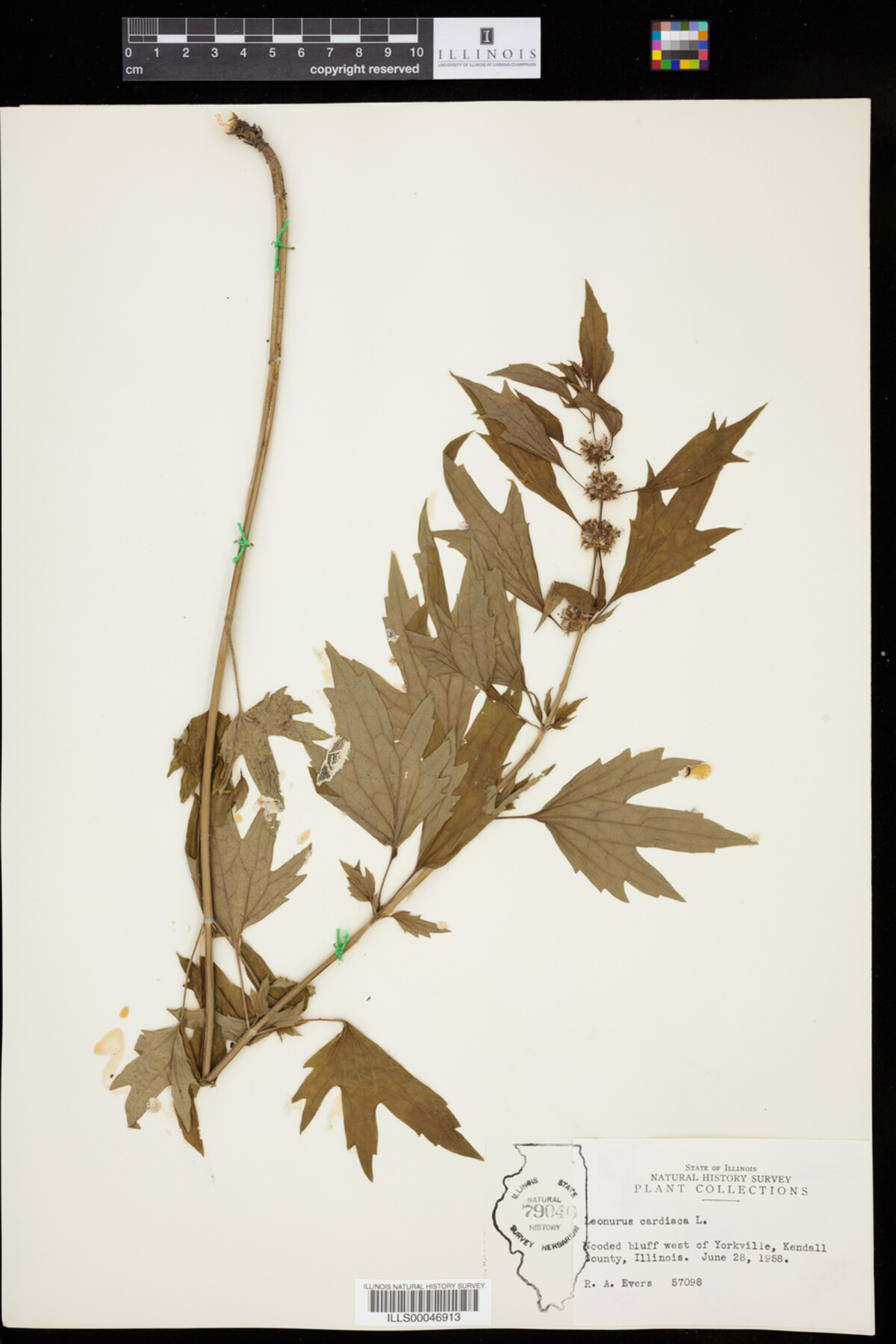 Leonurus cardiaca image