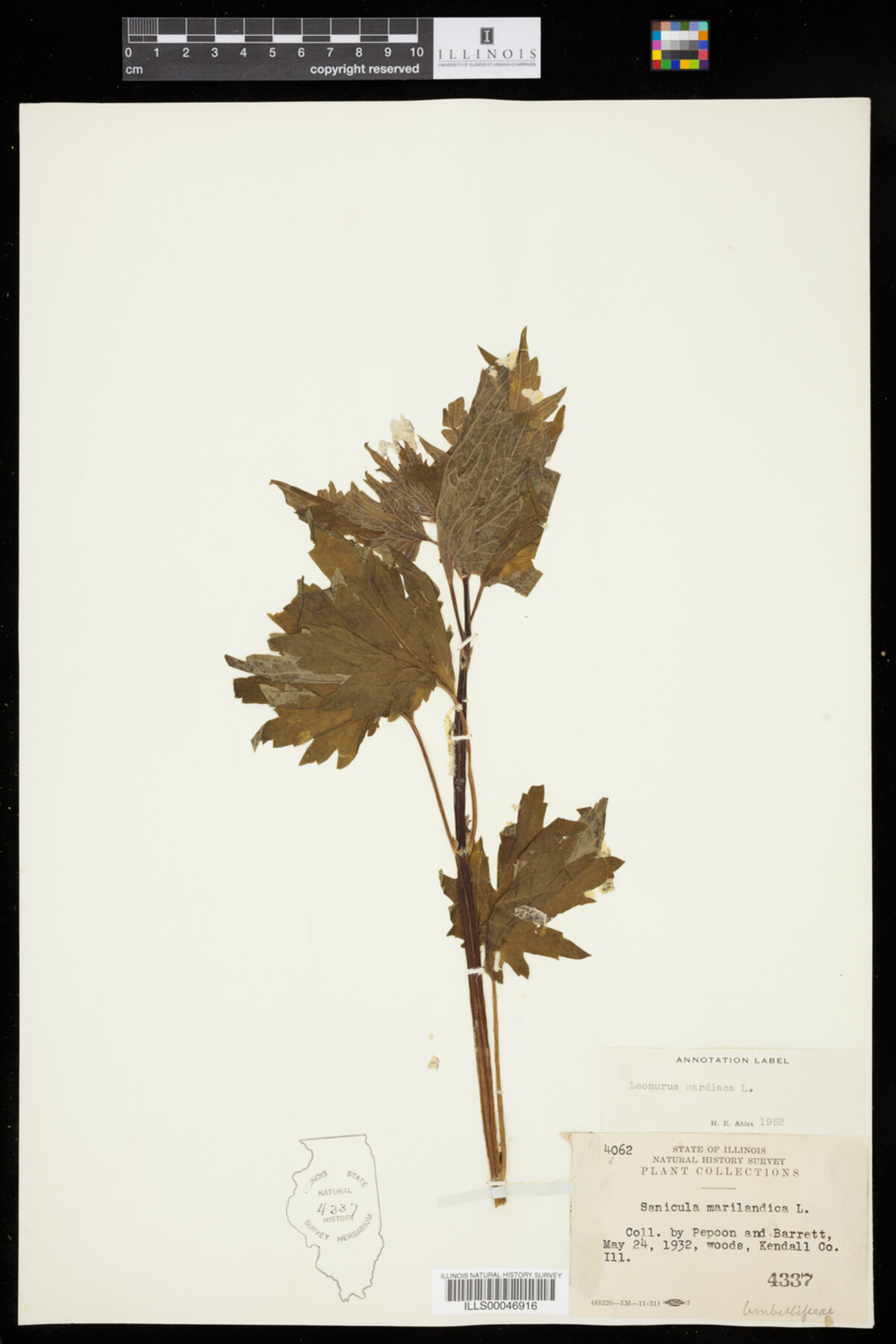 Leonurus cardiaca image