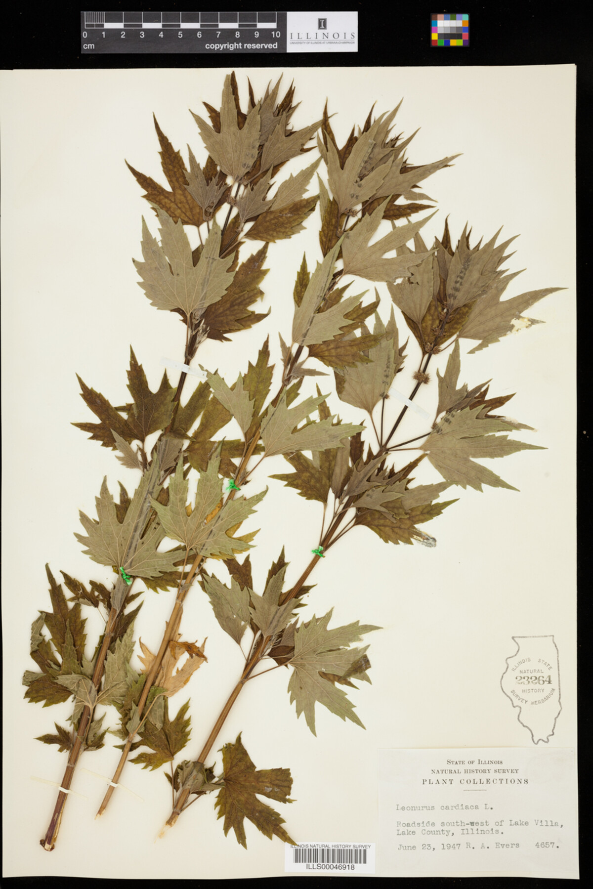 Leonurus cardiaca image