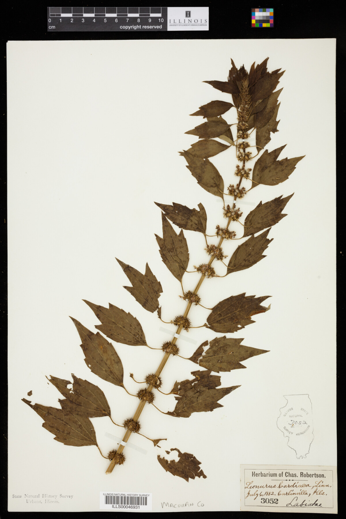 Leonurus cardiaca image