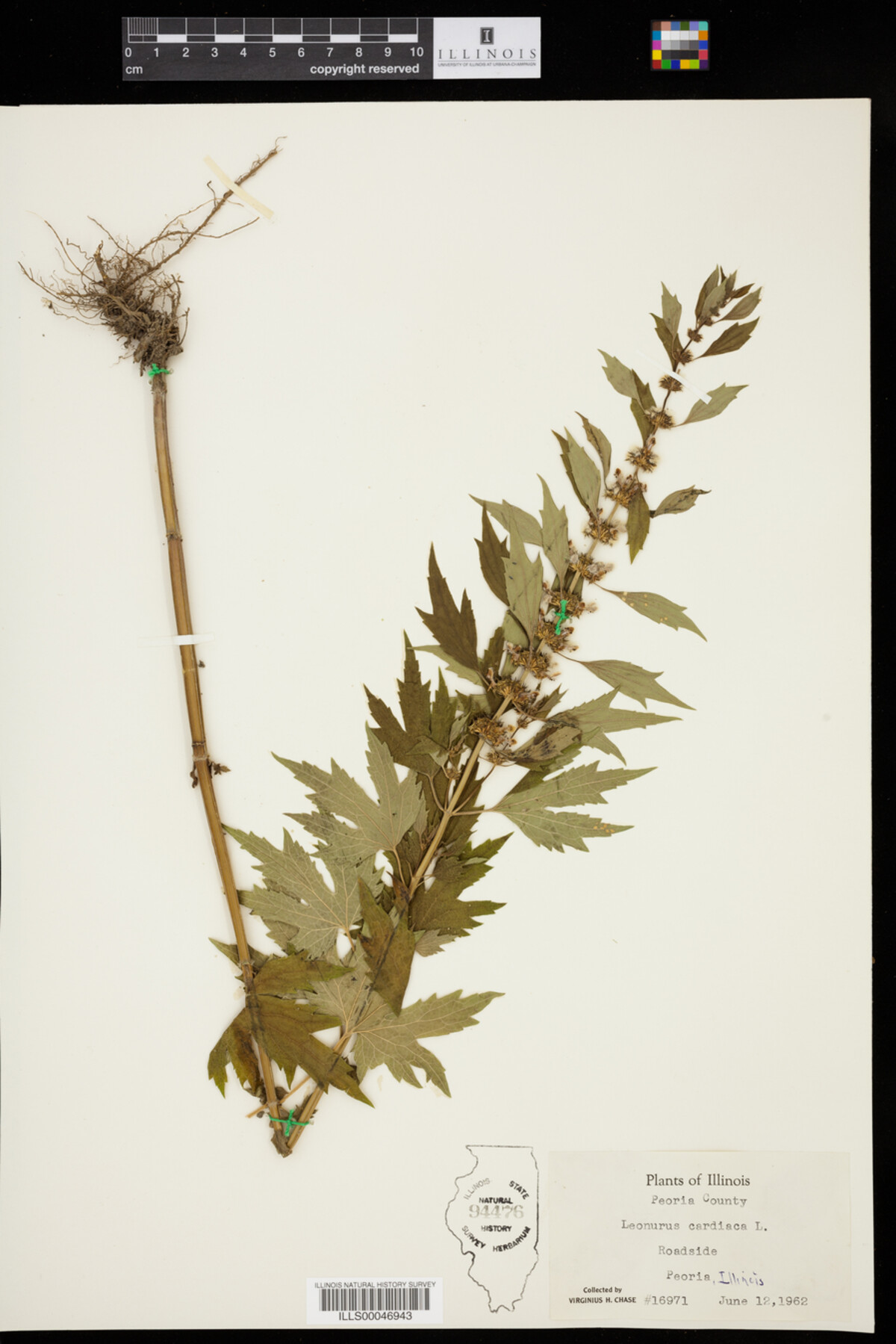 Leonurus cardiaca image