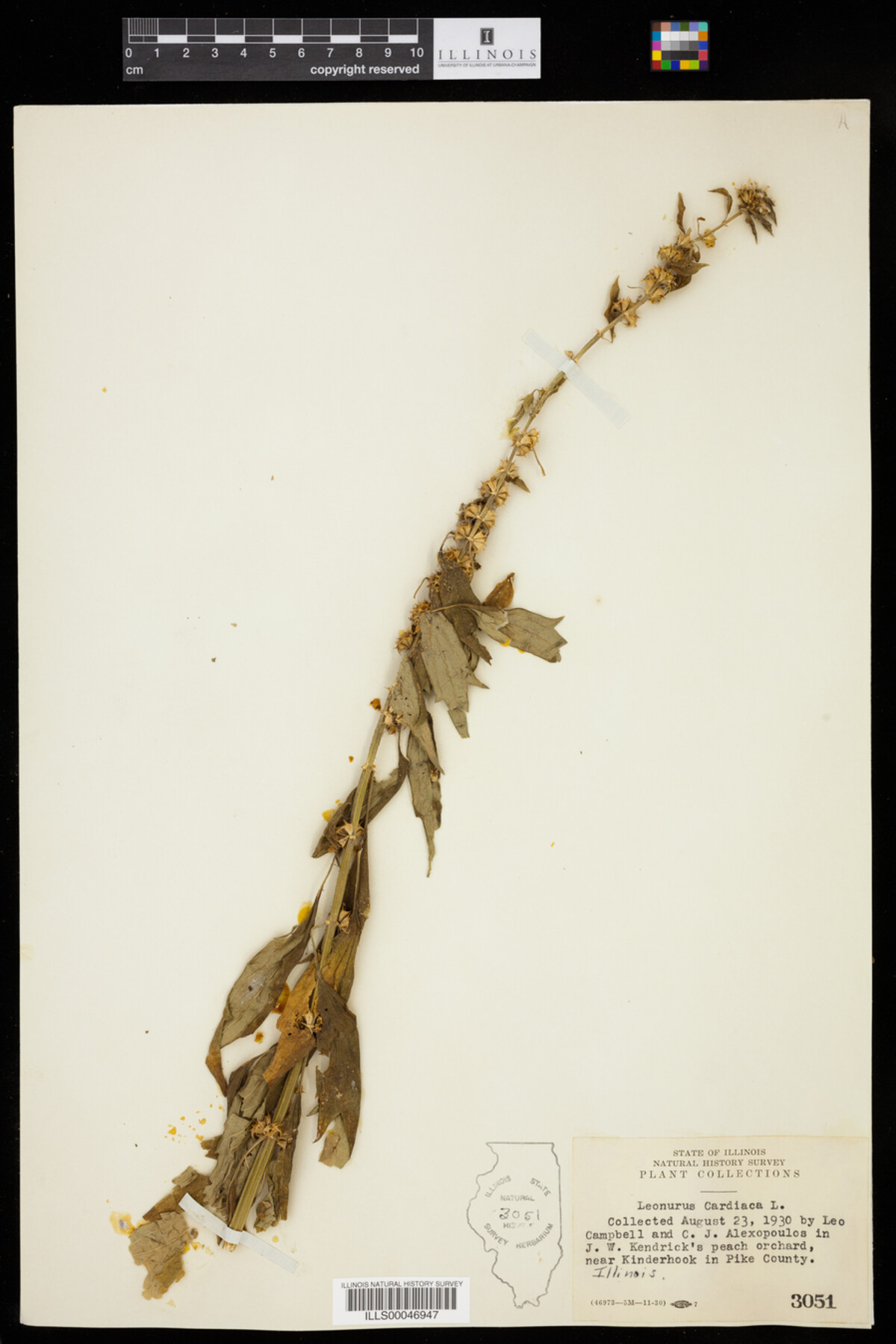 Leonurus cardiaca image