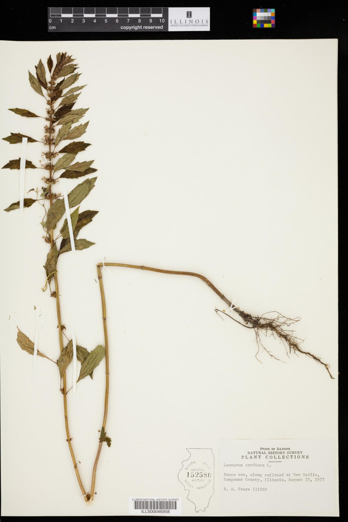 Leonurus cardiaca image