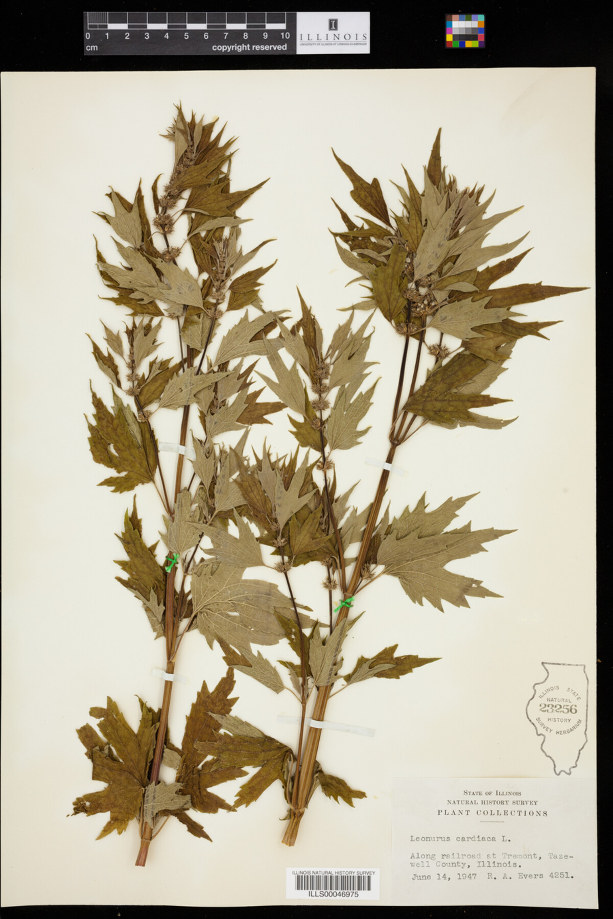 Leonurus cardiaca image