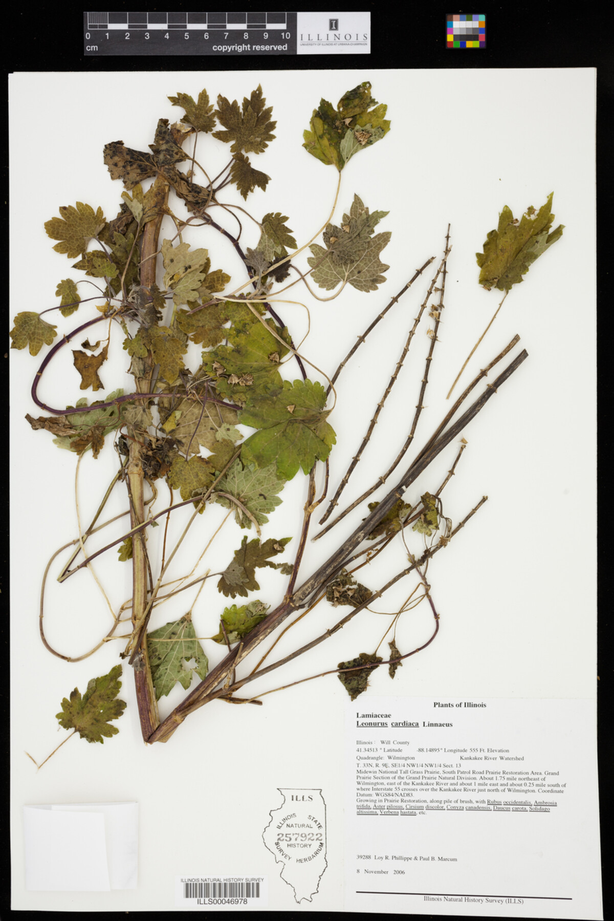 Leonurus cardiaca image