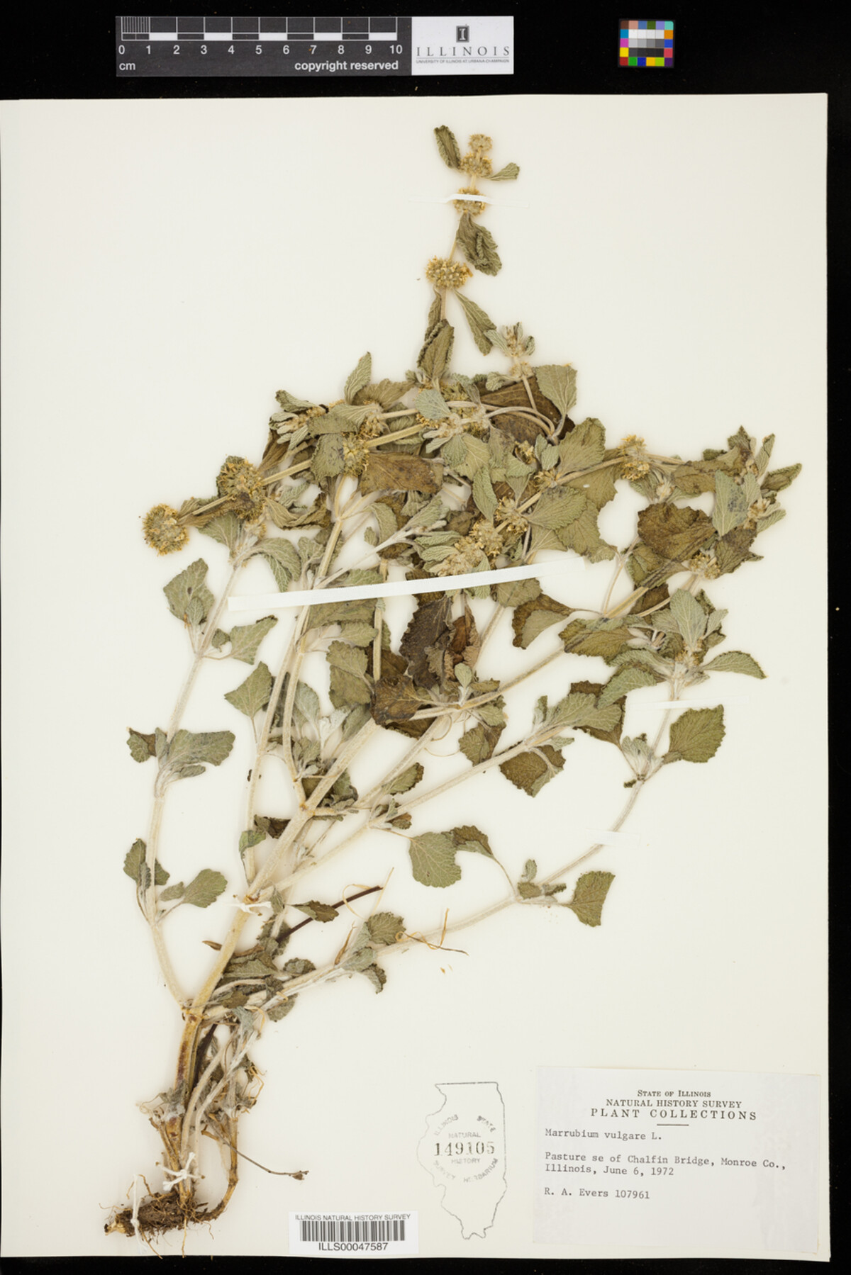 Marrubium vulgare image