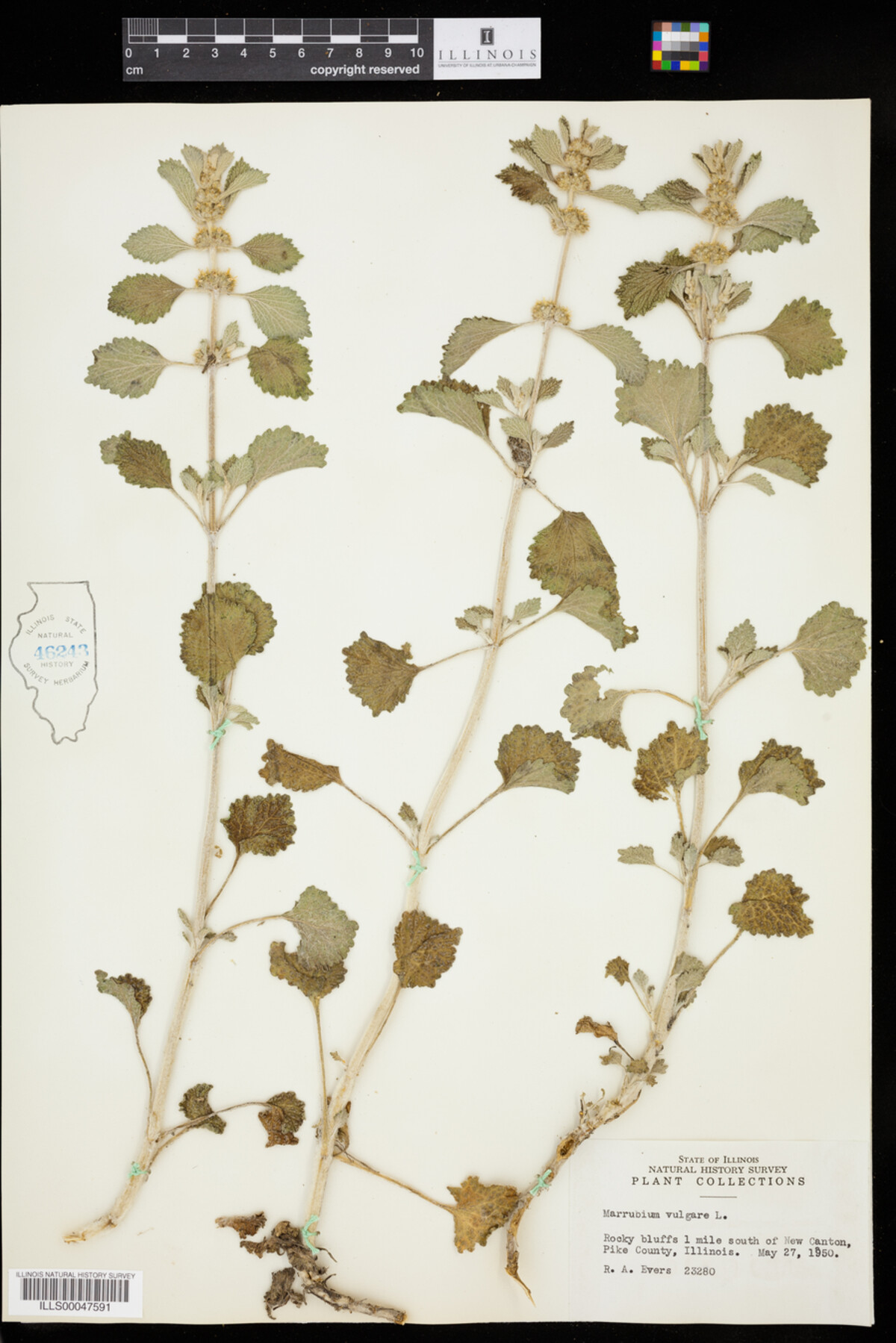 Marrubium vulgare image