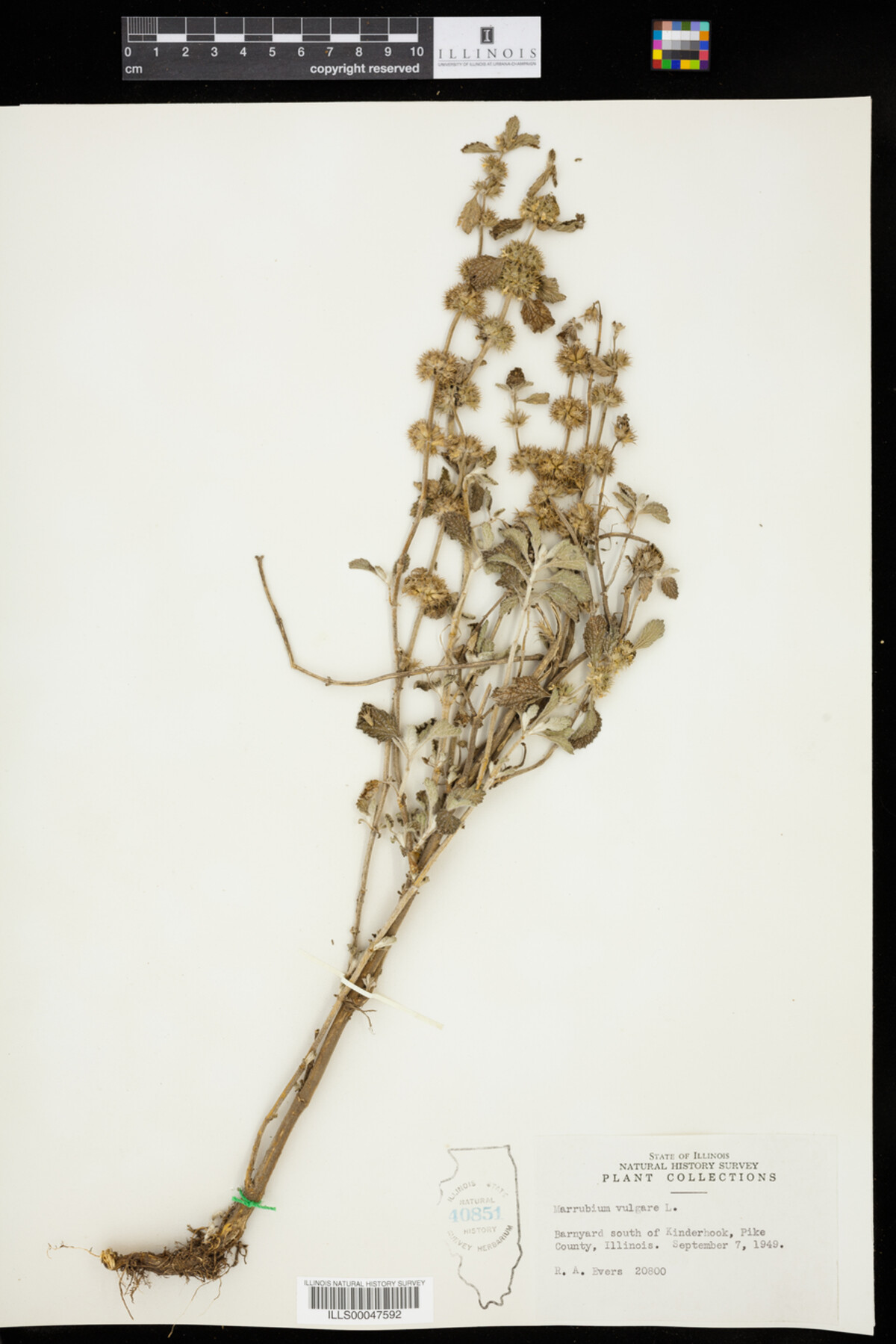 Marrubium vulgare image