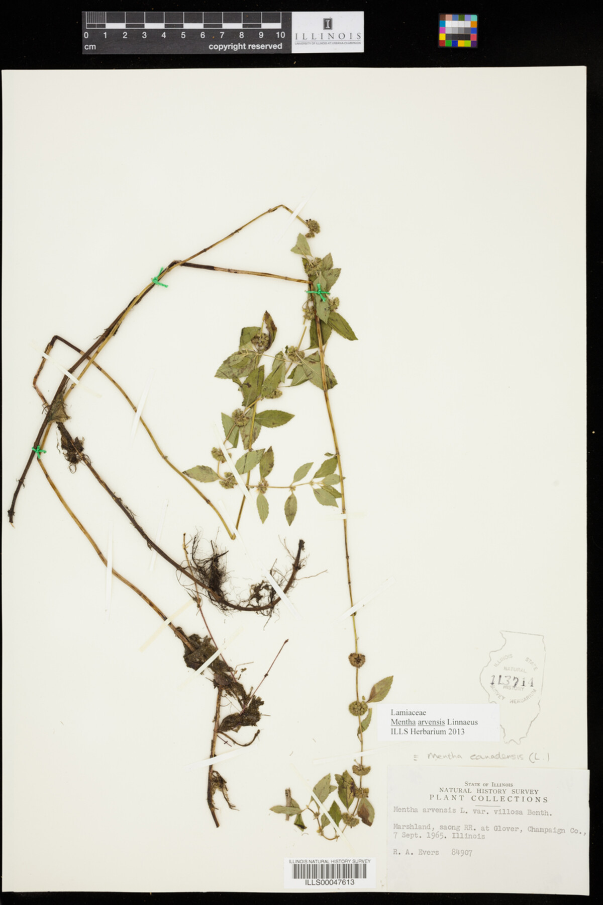 Mentha arvensis image