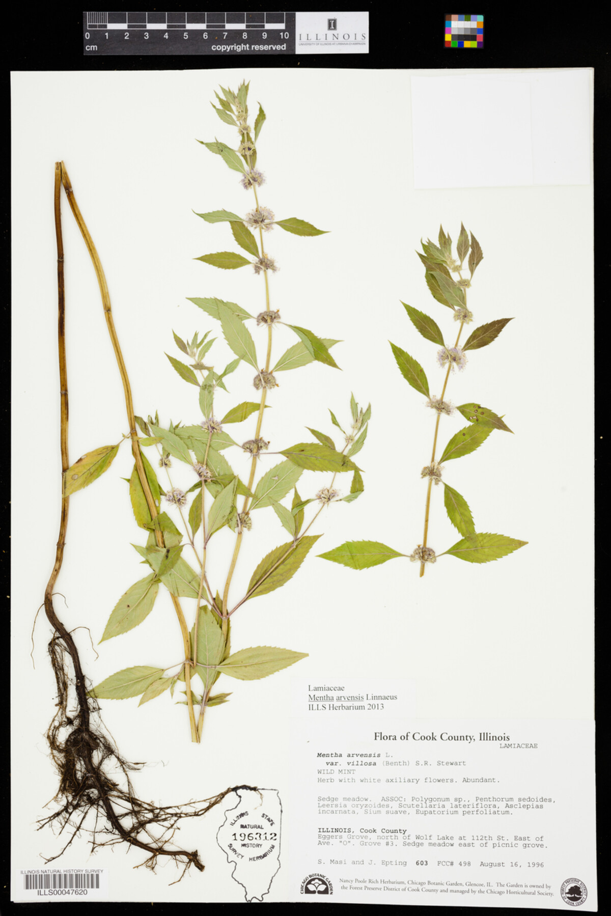Mentha arvensis image