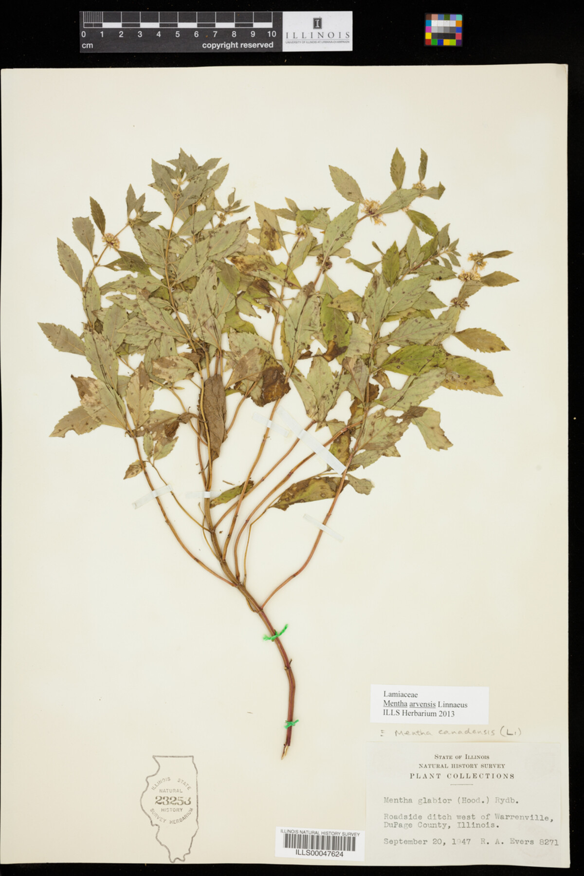Mentha arvensis image