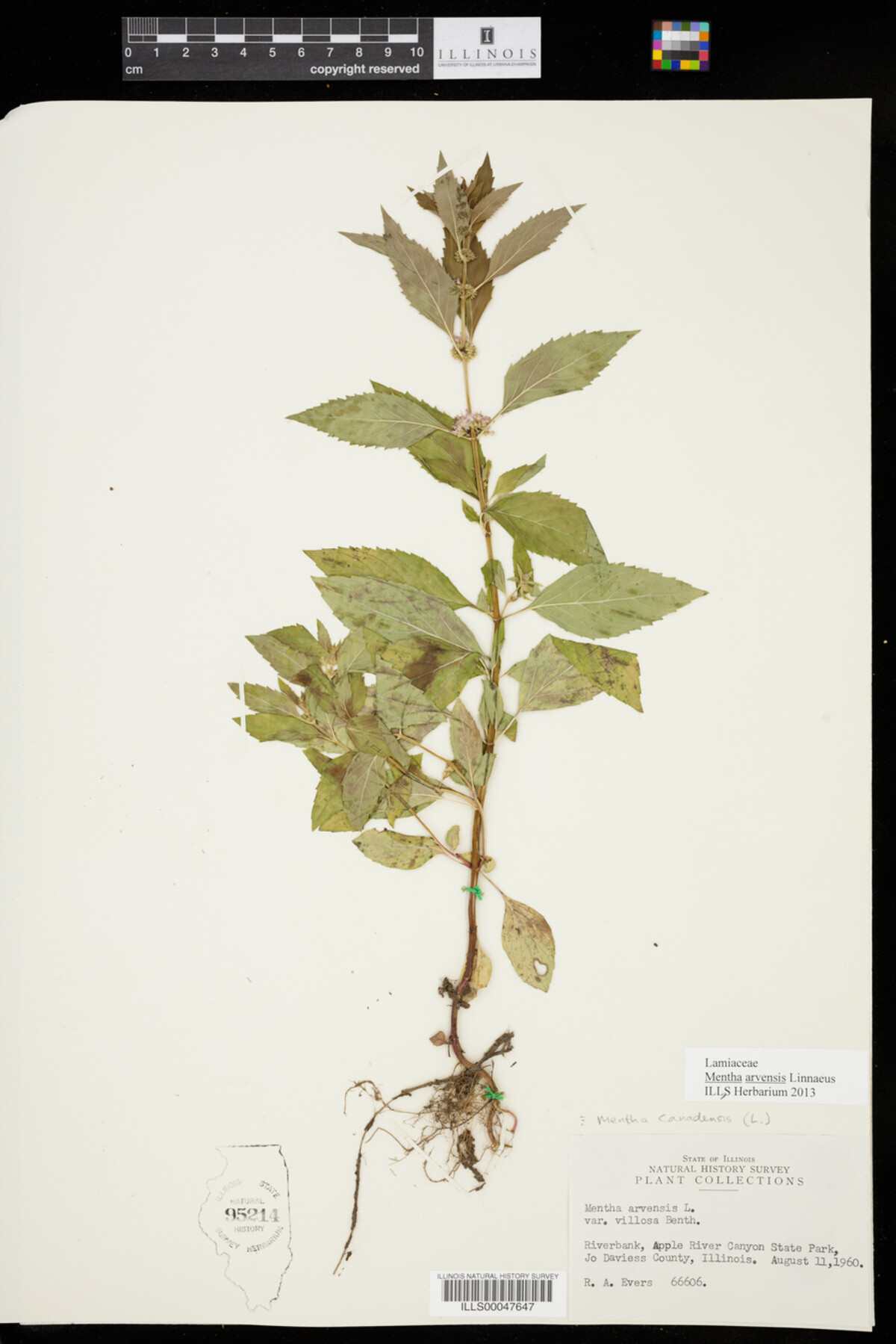 Mentha arvensis image