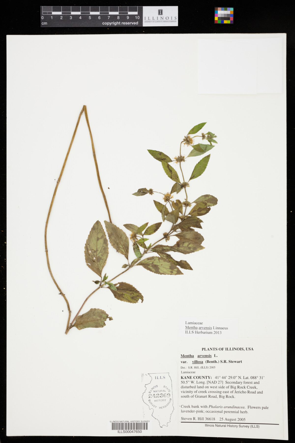 Mentha arvensis image
