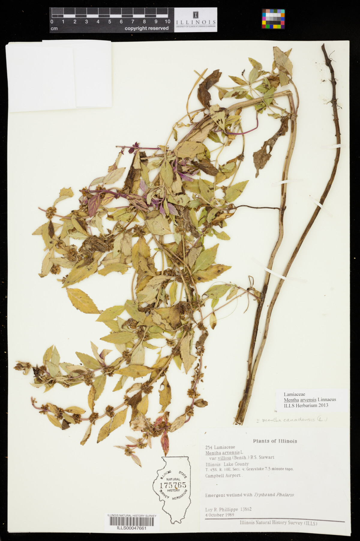 Mentha arvensis image