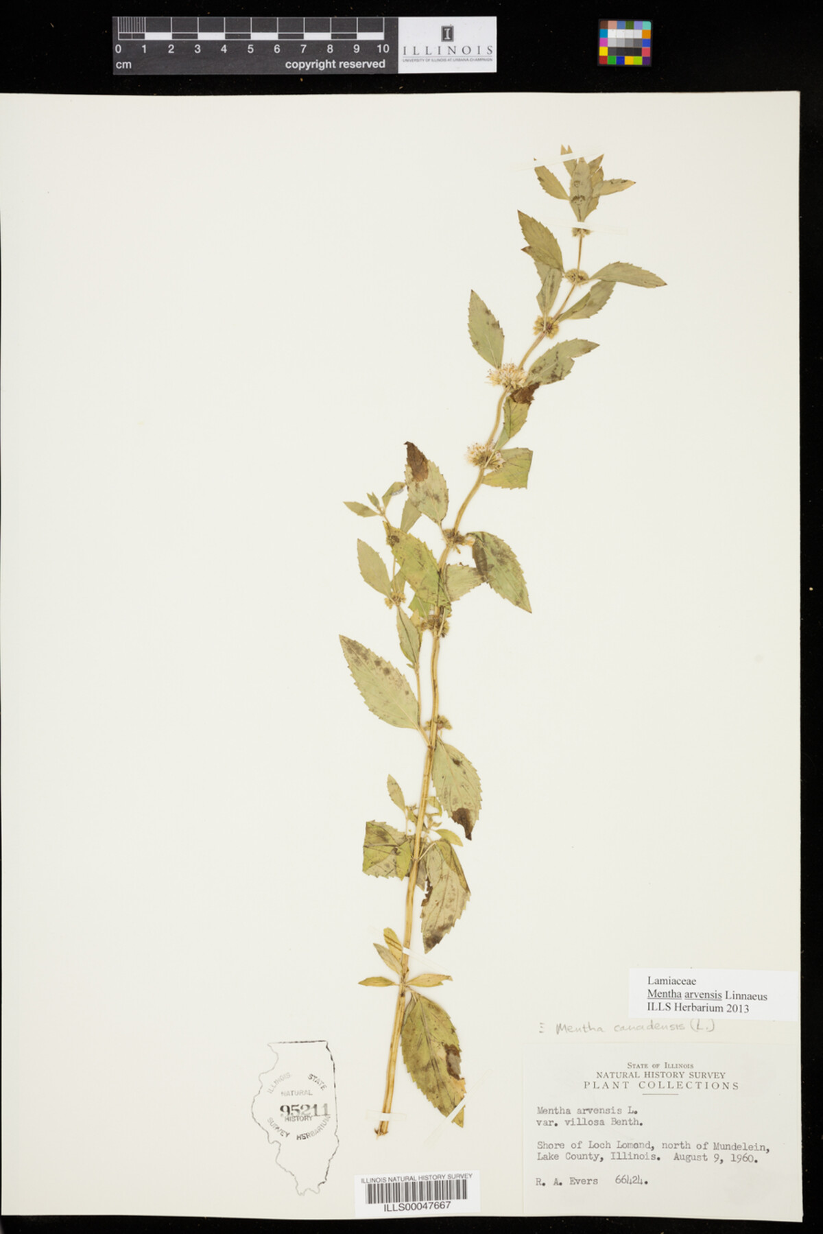Mentha arvensis image