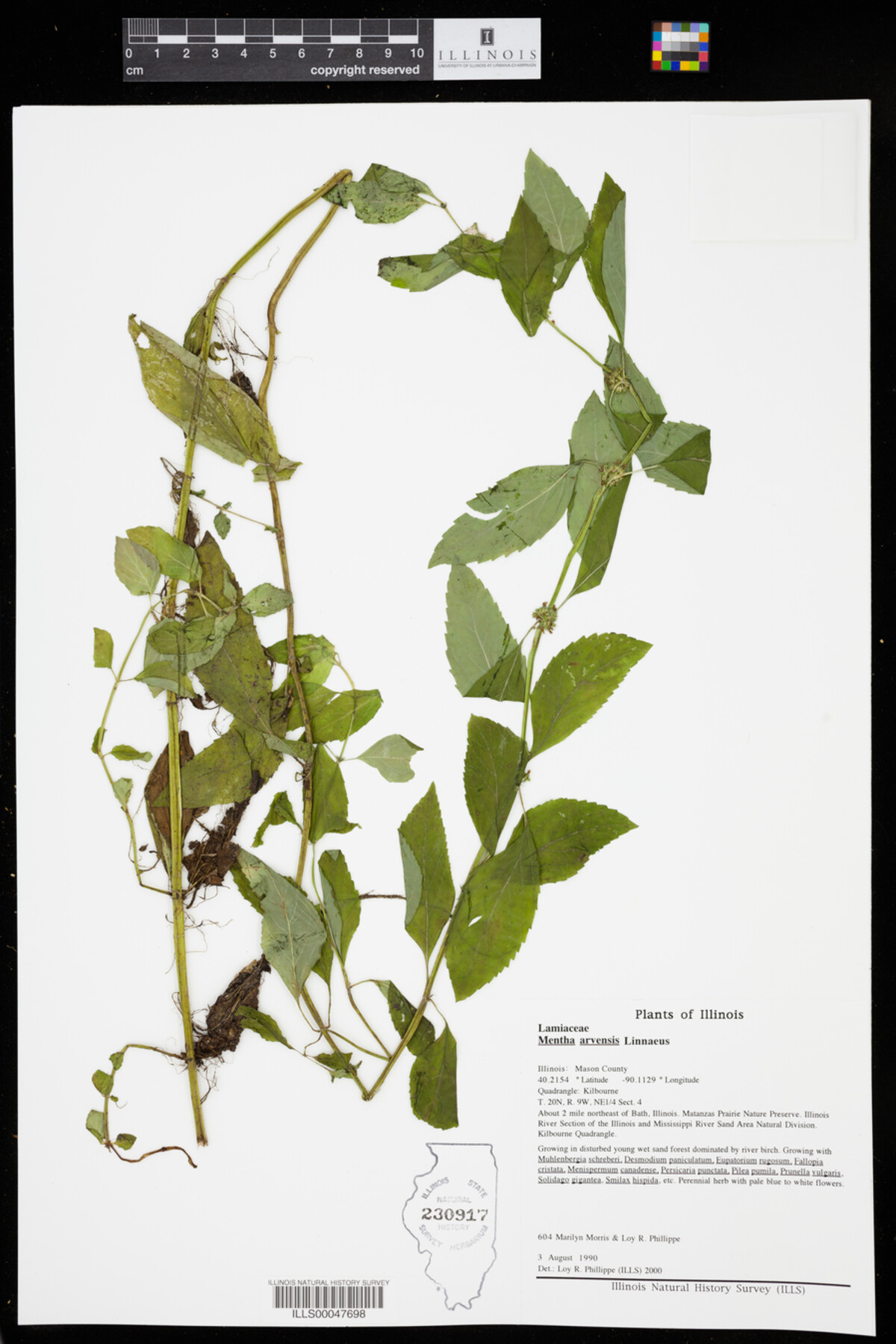 Mentha arvensis image