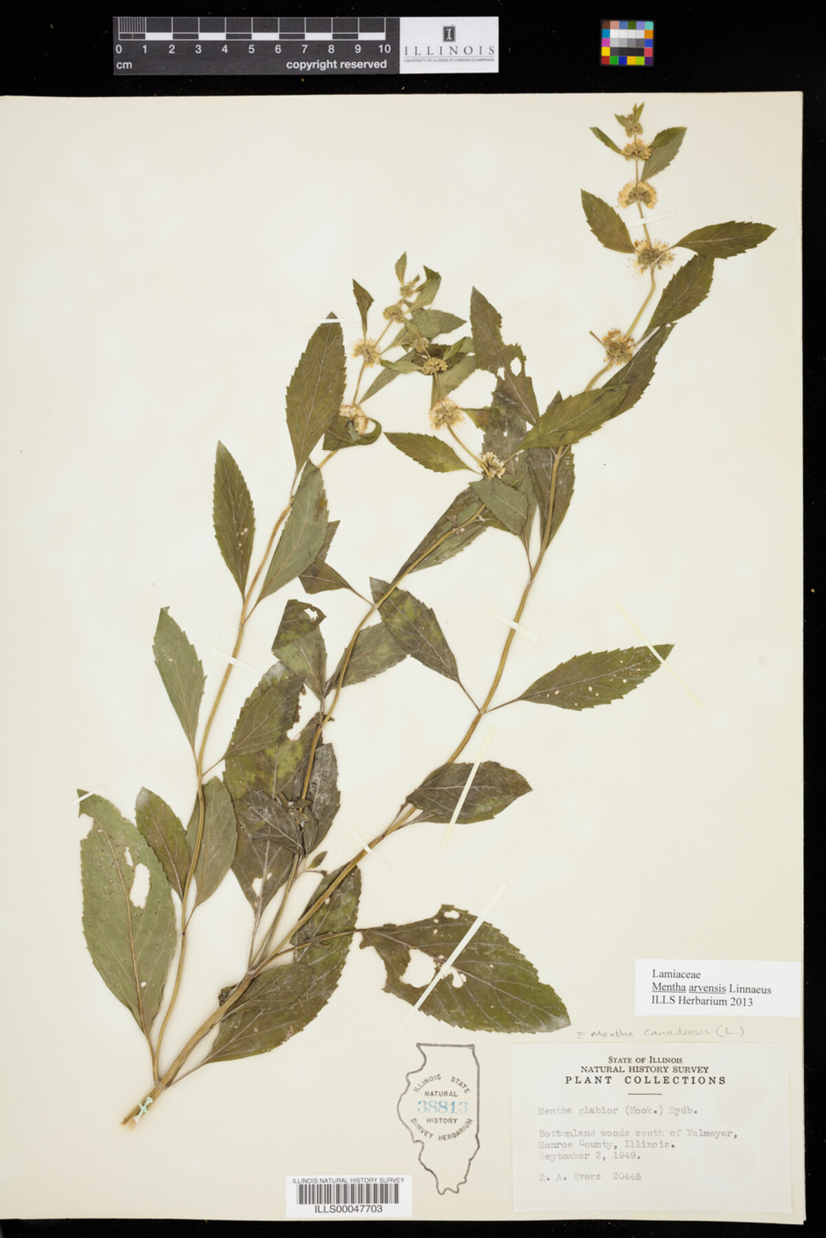Mentha arvensis image