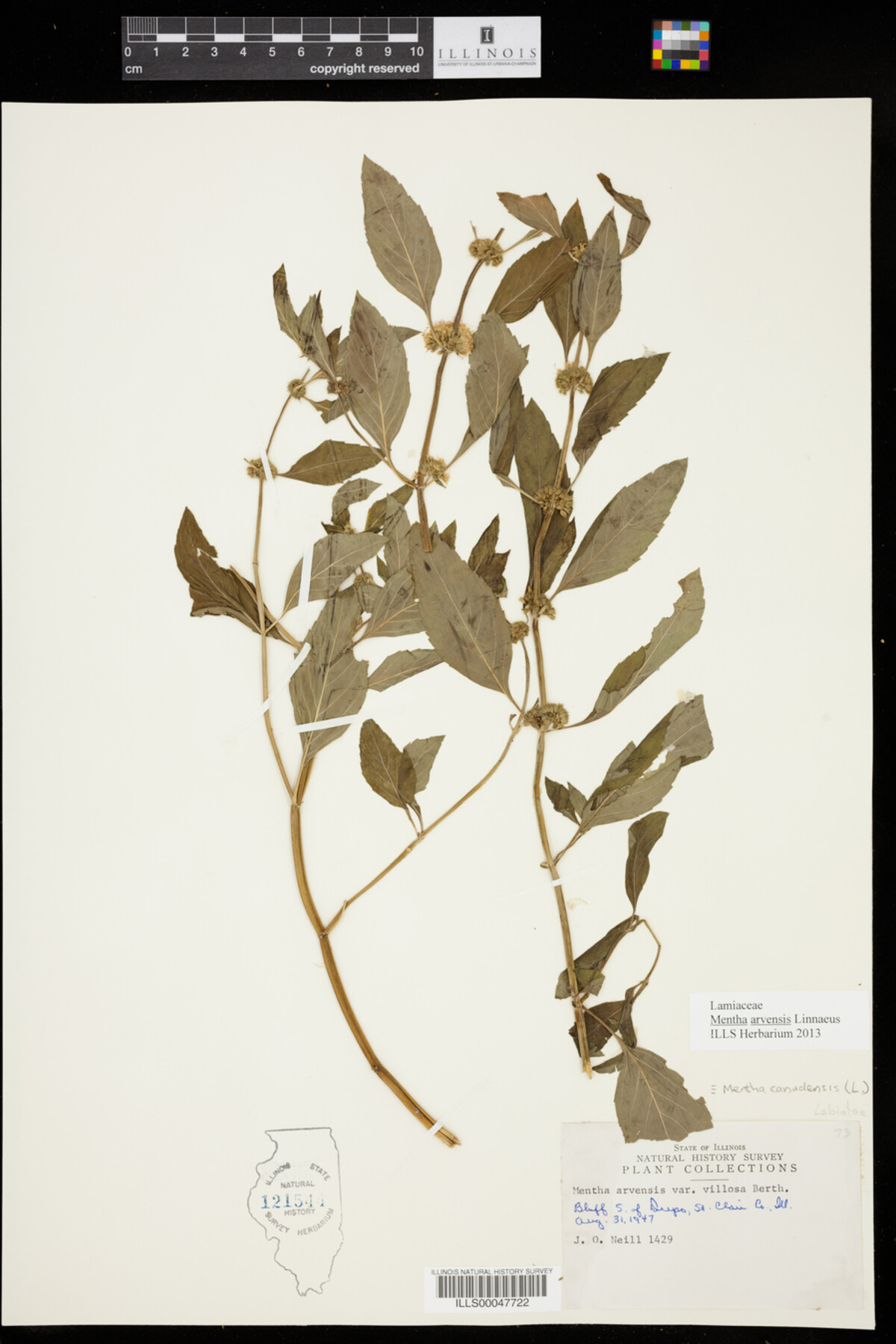 Mentha image