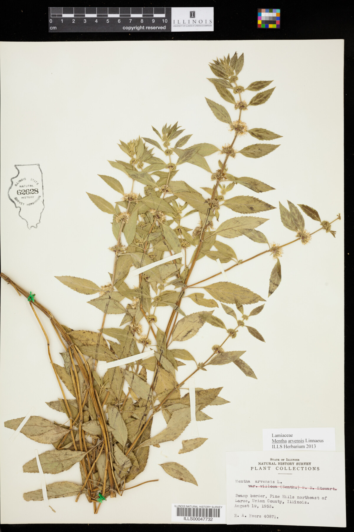 Mentha arvensis image